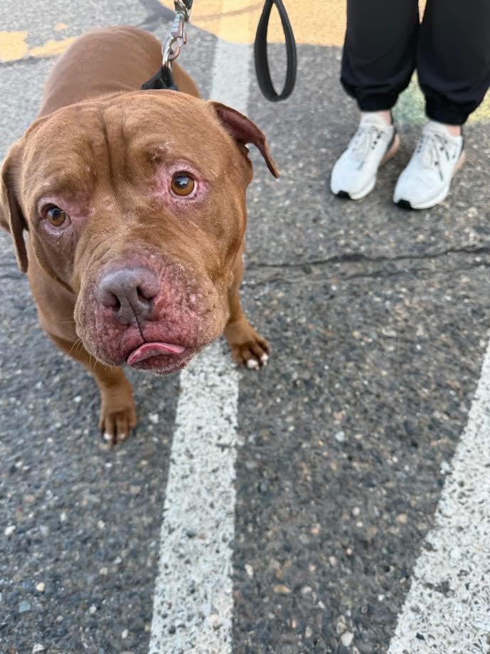 Meatball, ADOPTABLE, Adult Male Pit Bull Terrier.