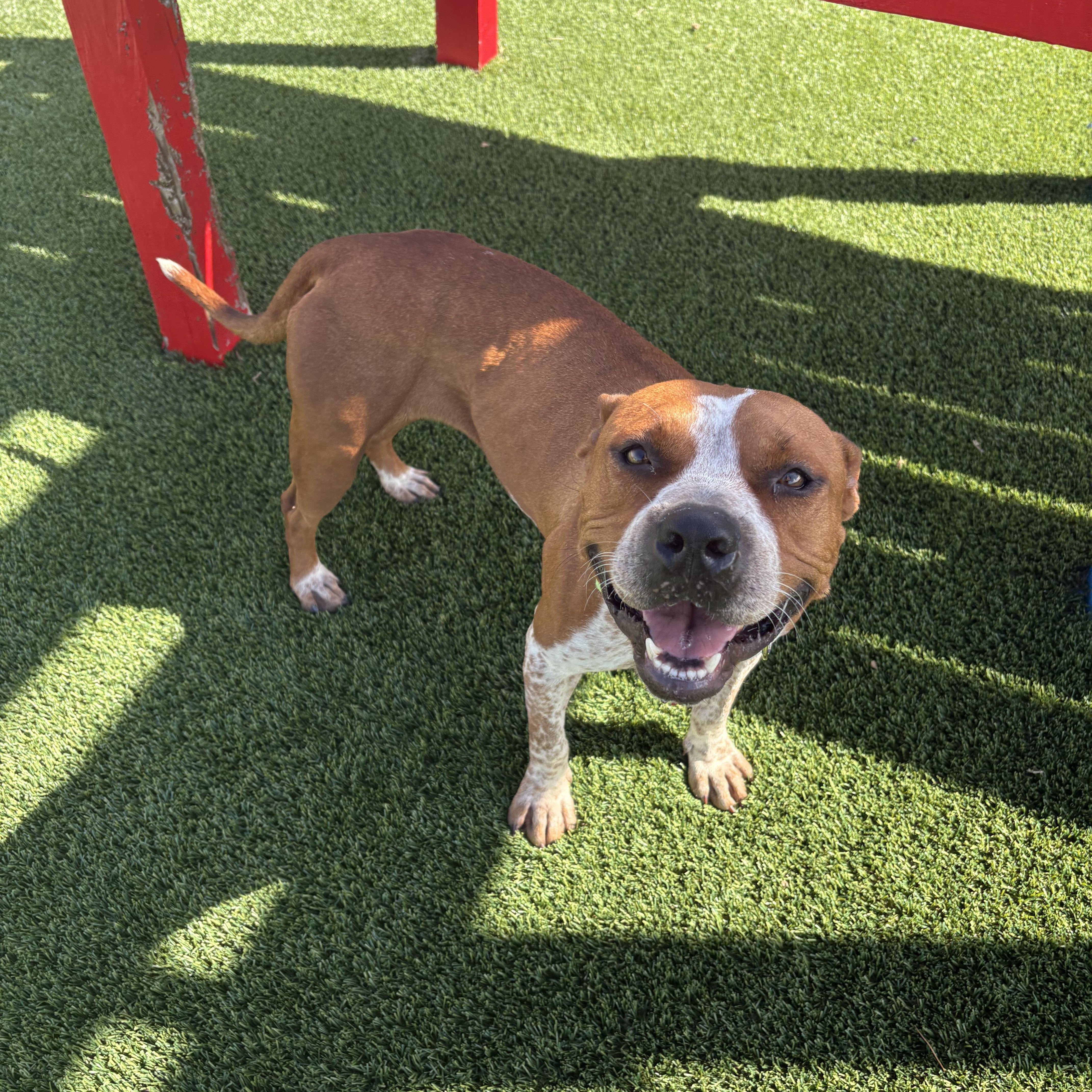 Enlarge Bellatrix, a Adoptable mixed breed in Boca Raton, FL image 1/1