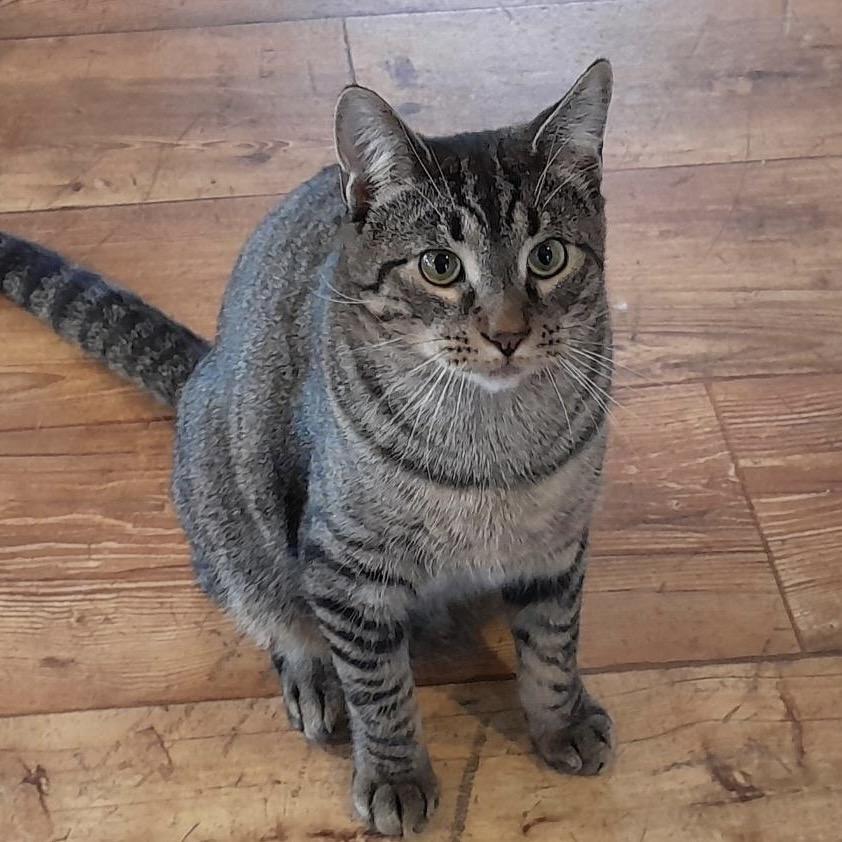 Enlarge Willy, a Adoptable Domestic Short Hair in Calverton, NY image 1/1