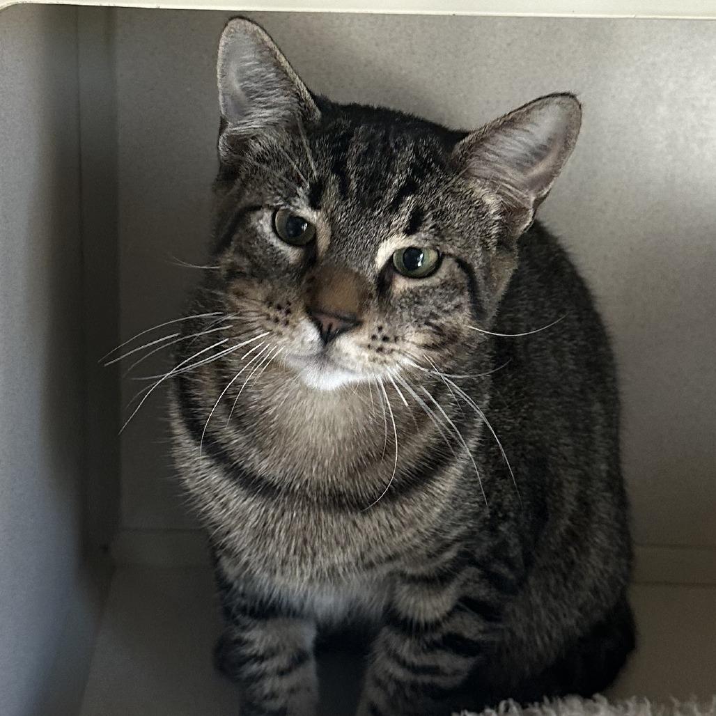 Willy, Adoptable, Young Male Domestic Short Hair.