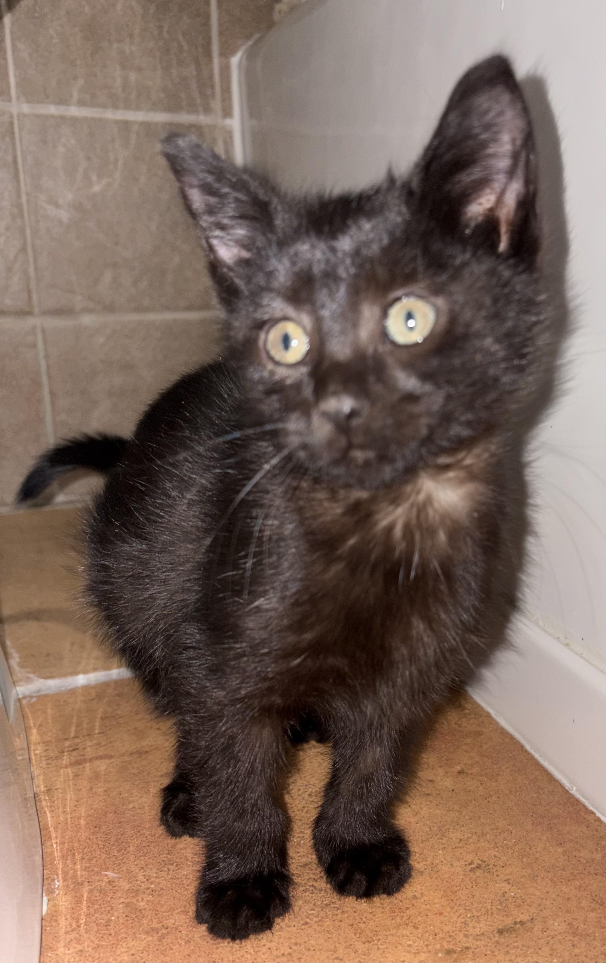 Enlarge Nutella & Jam, a Adoptable Domestic Short Hair in Ardsley, NY image 2/3