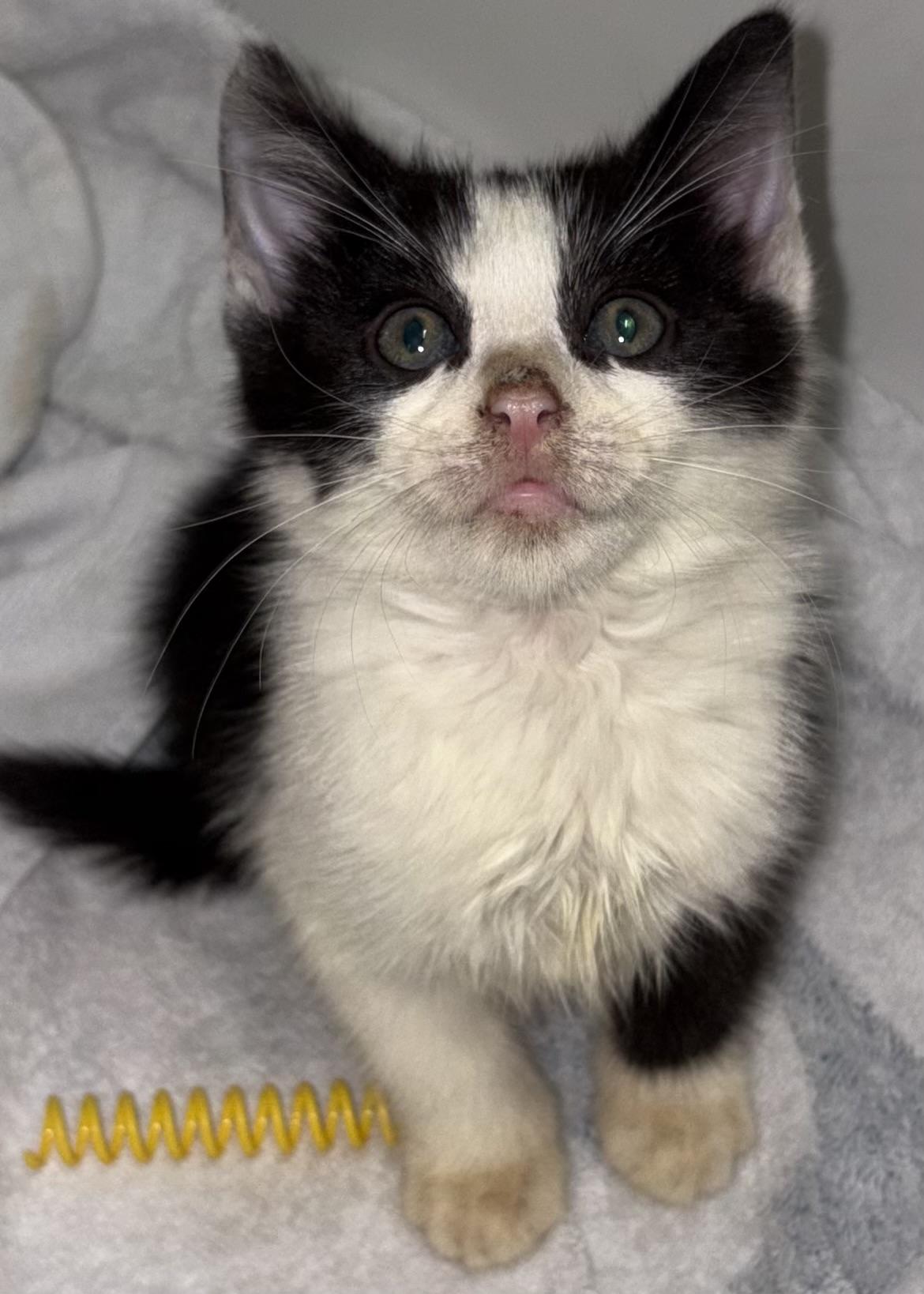 Enlarge Nutella & Jam, a Adoptable Domestic Short Hair in Ardsley, NY image 3/3