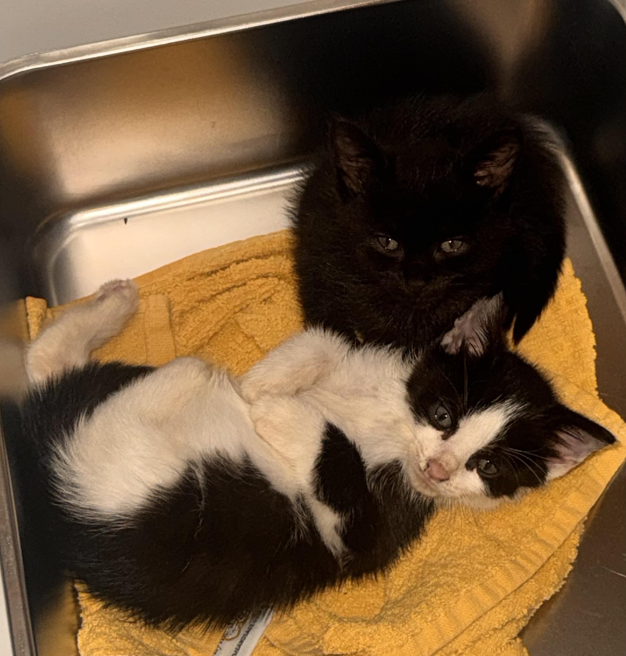 Nutella & Jam, Adoptable, Kitten Male Domestic Short Hair.