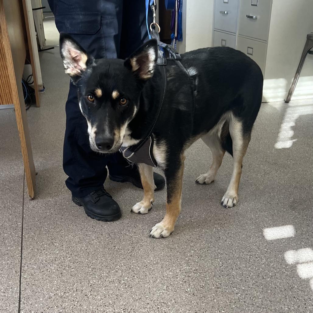 Samara, Adoptable, Adult Female Shepherd.