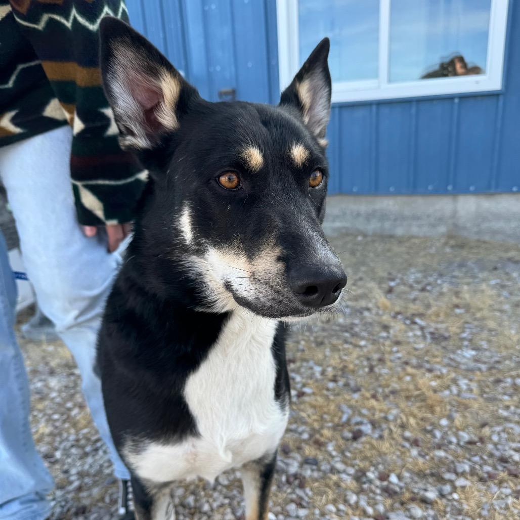 Samara, a Adoptable mixed breed in Fallon, NV image 2/3