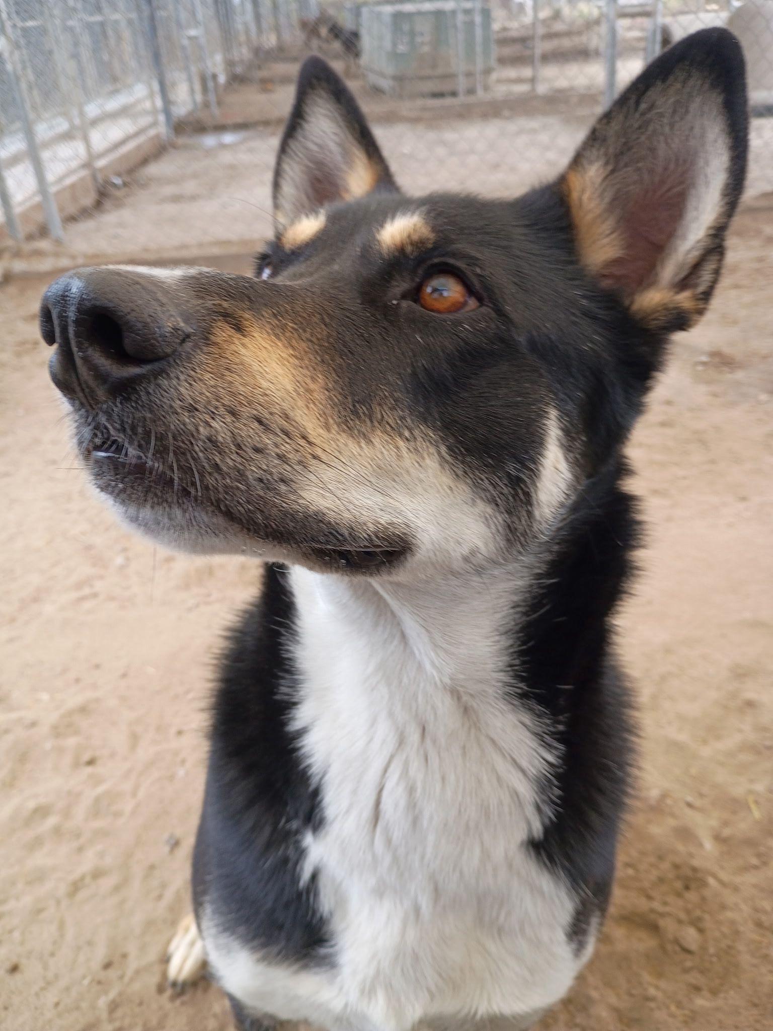 Samara, Adoptable, Adult Female Australian Kelpie.