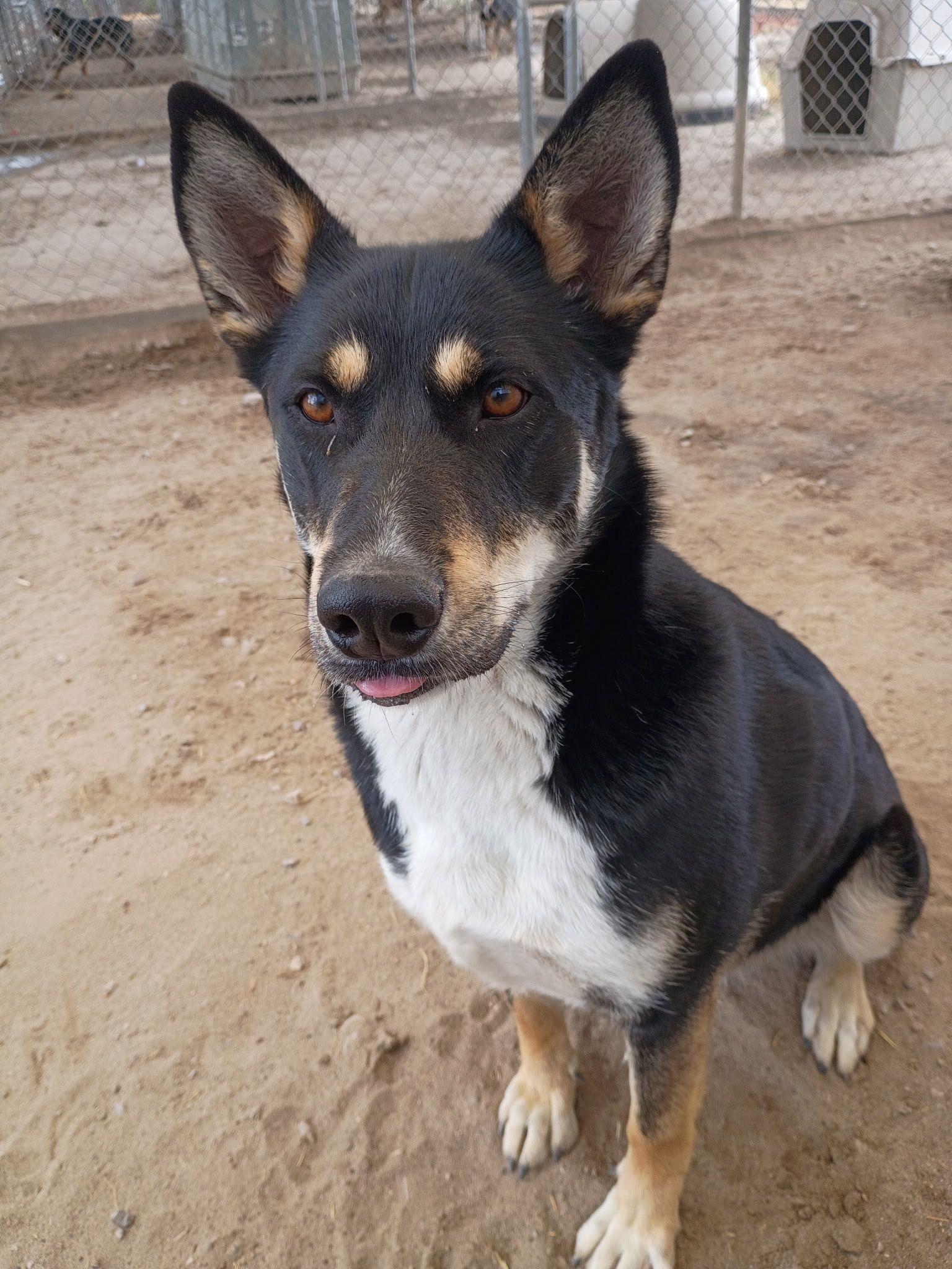 Enlarge Samara, a Adoptable mixed breed in Fallon, NV image 5/5