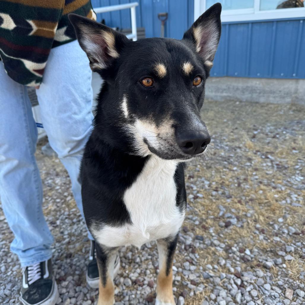 Samara, Adoptable, Adult Female Shepherd.