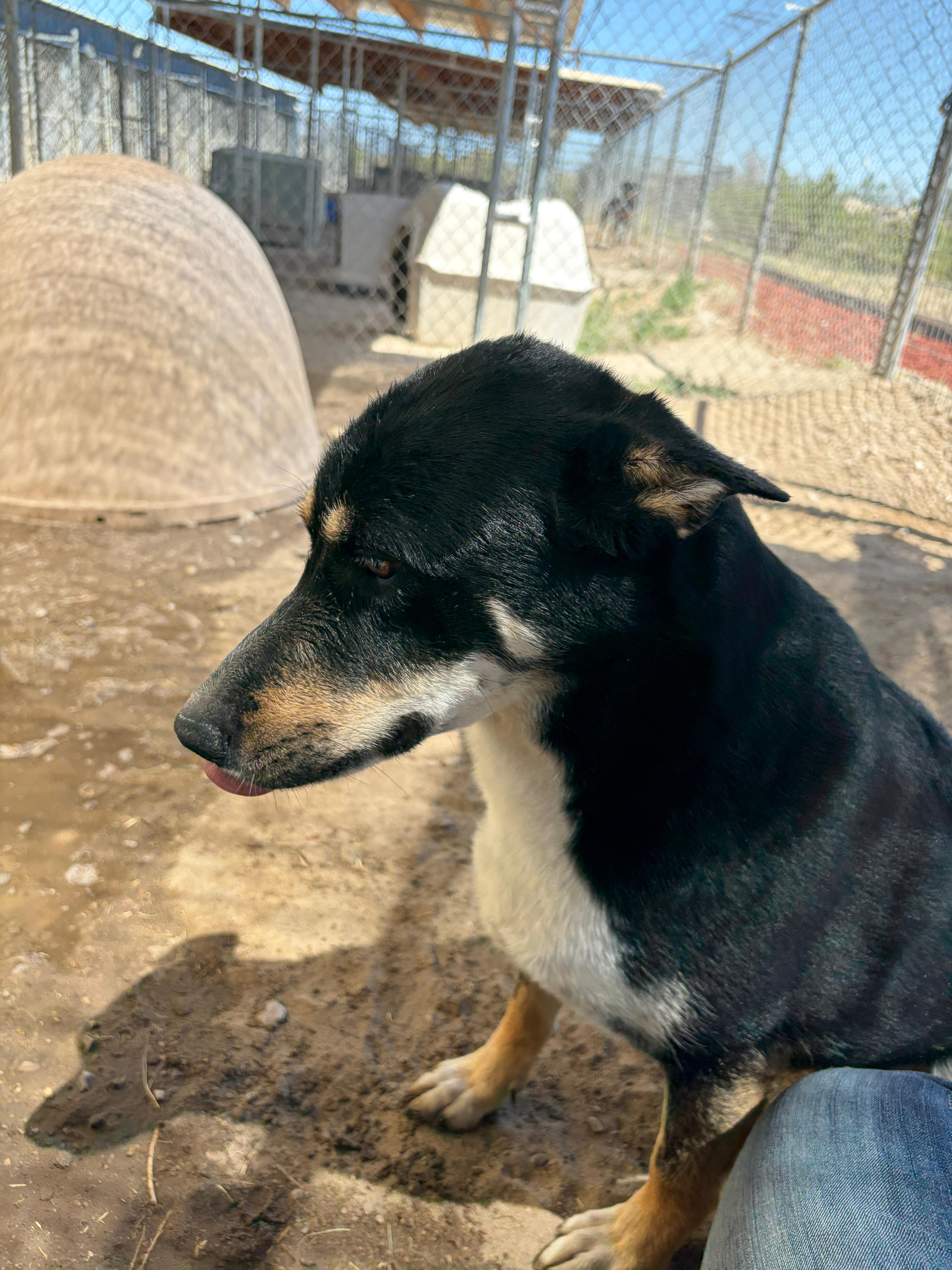 Enlarge Samara, a Adoptable mixed breed in Fallon, NV image 4/5