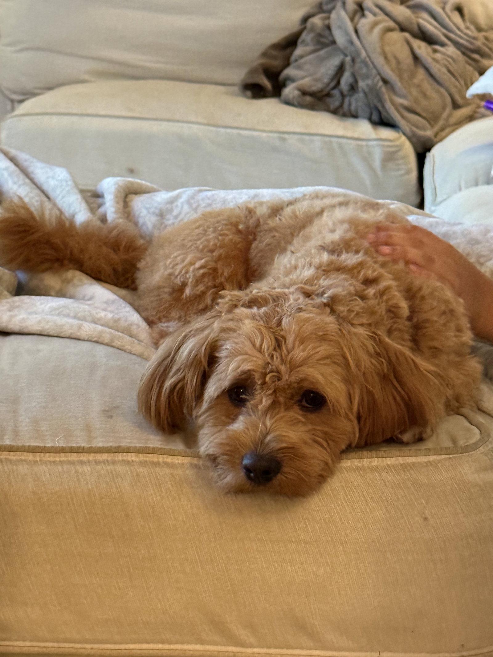 Winston, Adoptable, Young Male Poodle.