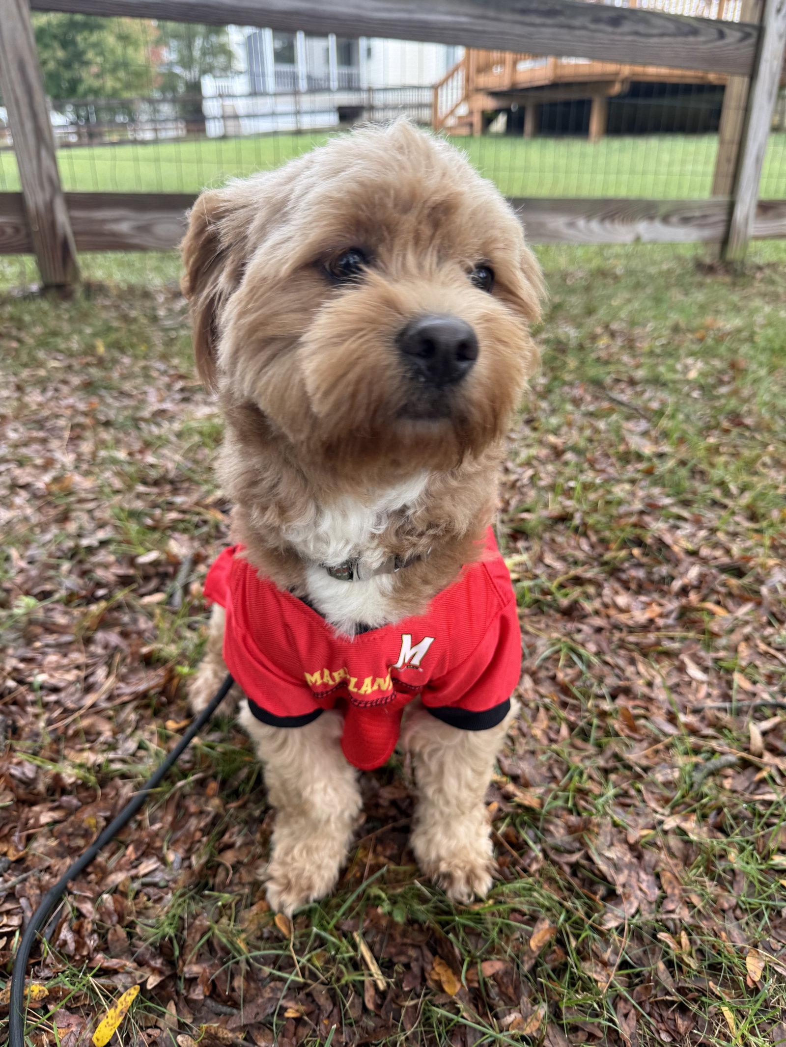 Enlarge Winston, a Adoptable Poodle in Columbia, MD image 3/3