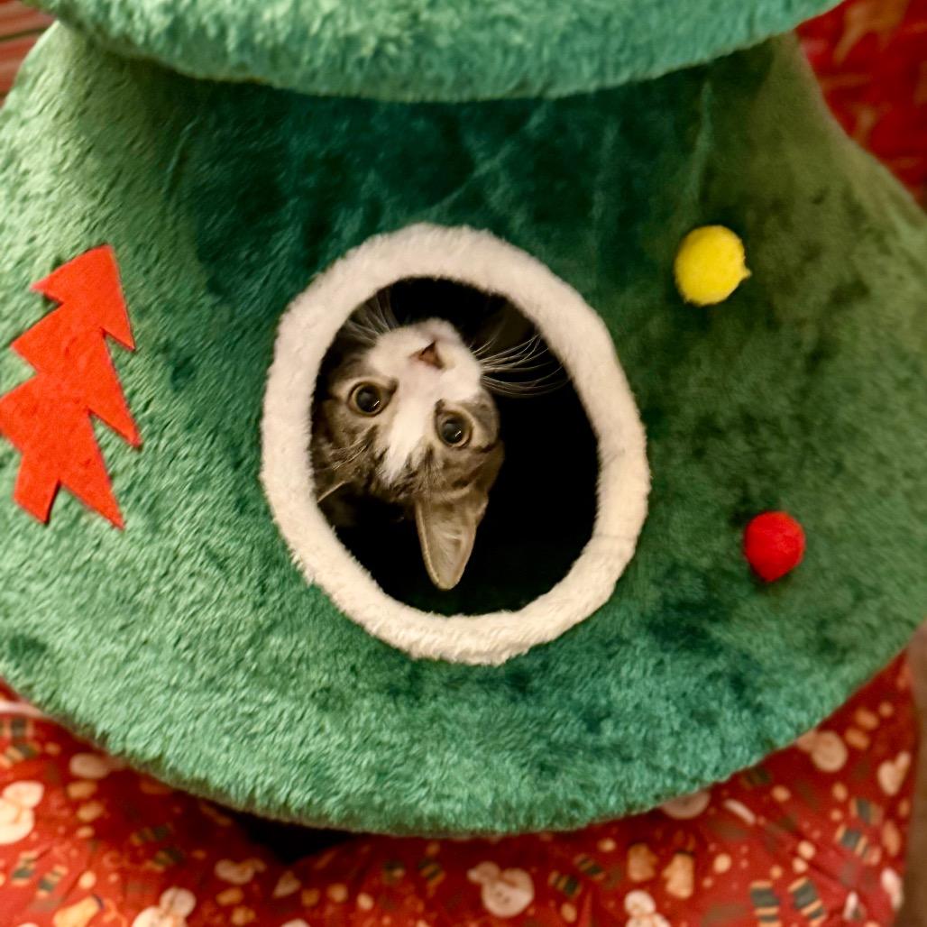 Enlarge Gema, a Adoptable Domestic Short Hair in Sioux Falls, SD image 1/6