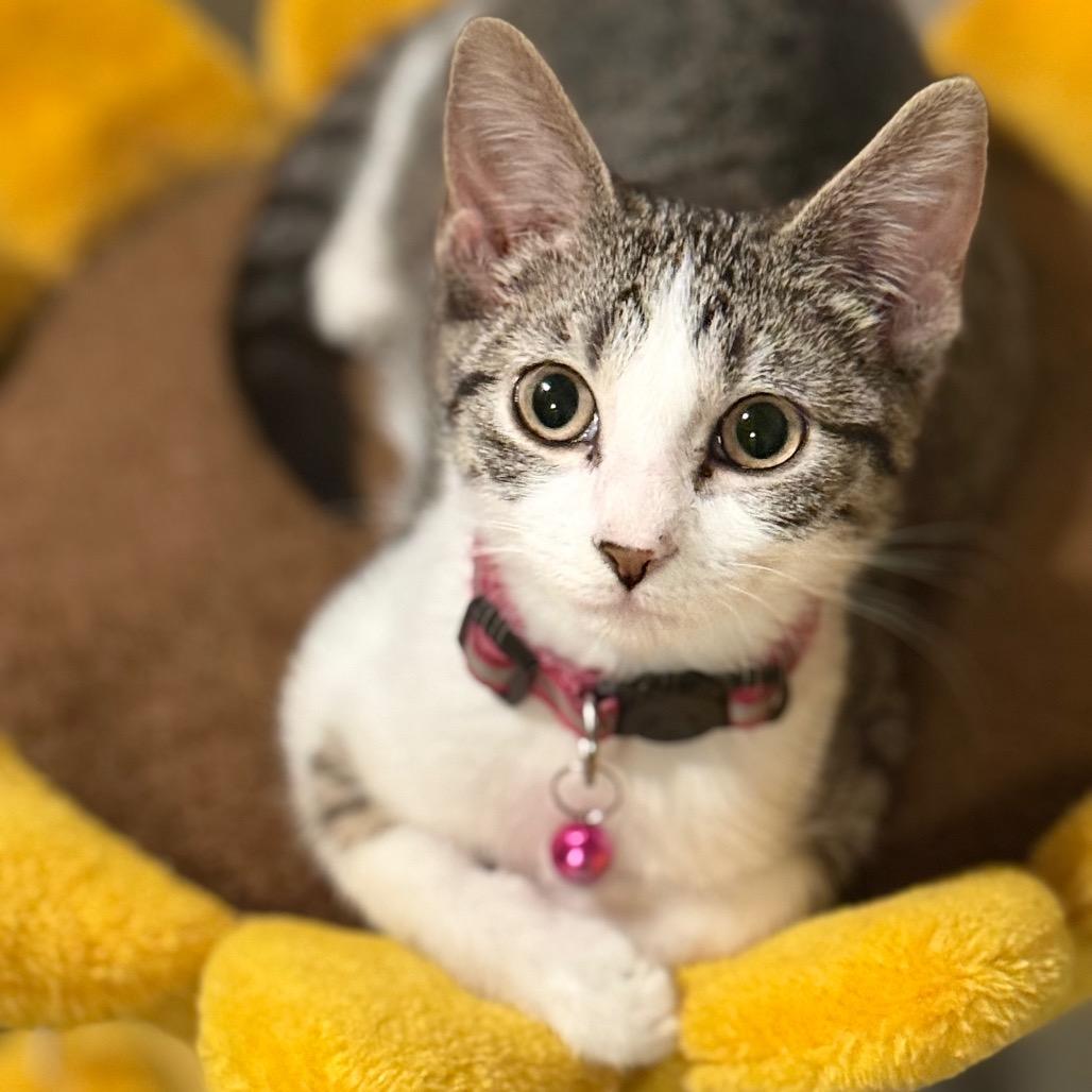 Enlarge Gema, a Adoptable Domestic Short Hair in Sioux Falls, SD image 2/6