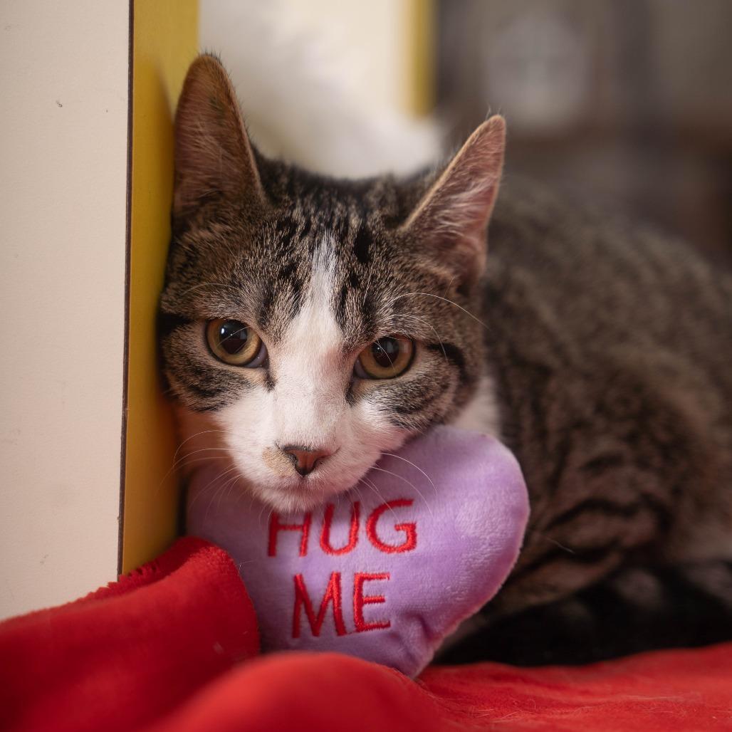 Enlarge Gema, a Adoptable Domestic Short Hair in Sioux Falls, SD image 3/6