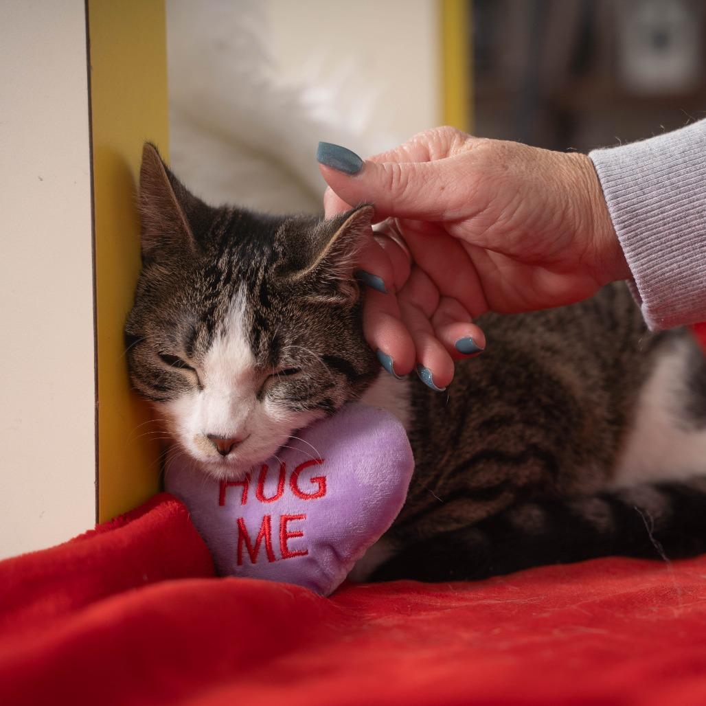 Enlarge Gema, a Adoptable Domestic Short Hair in Sioux Falls, SD image 4/6