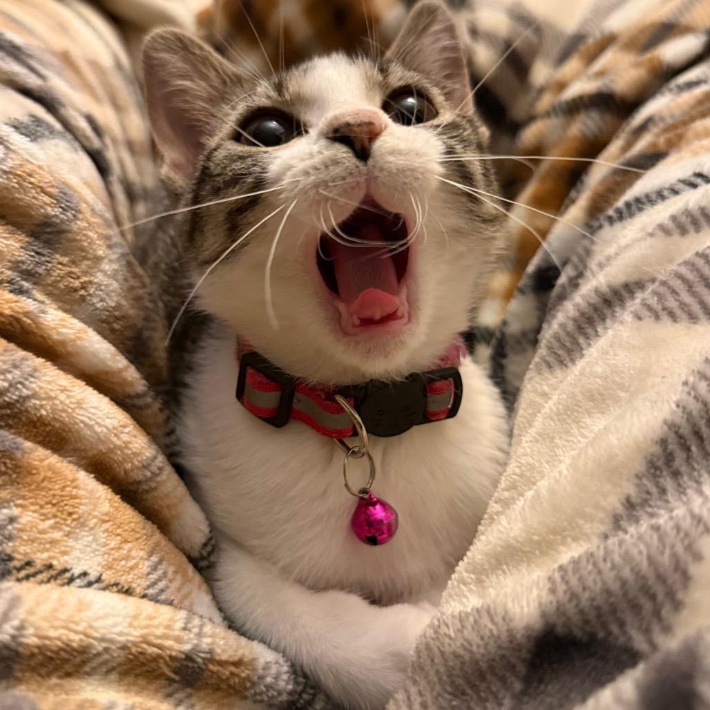 Enlarge Gema, a Adoptable Domestic Short Hair in Sioux Falls, SD image 5/6