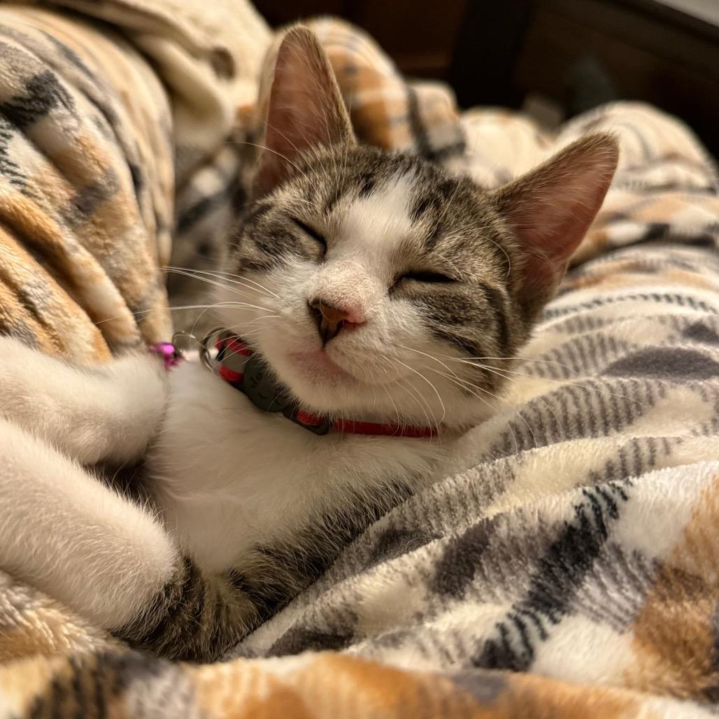 Enlarge Gema, a Adoptable Domestic Short Hair in Sioux Falls, SD image 6/6