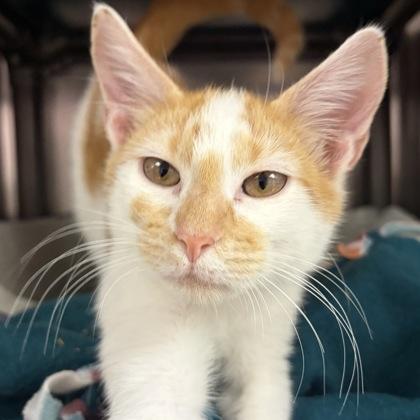 Enlarge Stephen, an adopted Domestic Short Hair in North Myrtle Beach, SC image 4/5