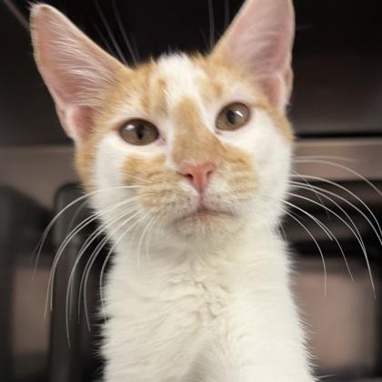 Enlarge Stephen, an adopted Domestic Short Hair in North Myrtle Beach, SC image 2/5
