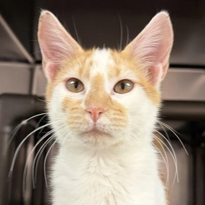 Enlarge Stephen, an adopted Domestic Short Hair in North Myrtle Beach, SC image 1/5