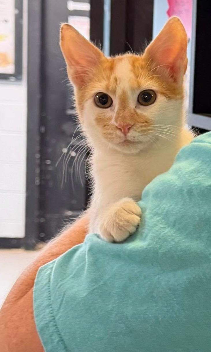Enlarge Stephen, an adopted Domestic Short Hair in North Myrtle Beach, SC image 5/5