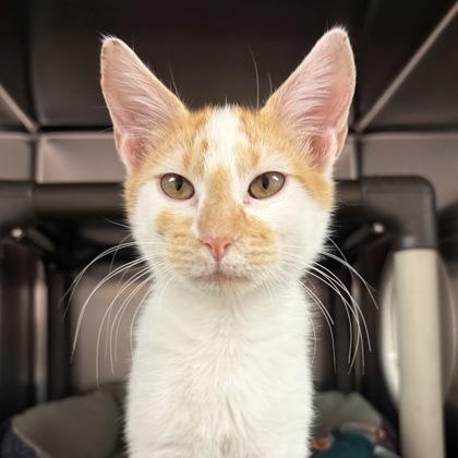 Enlarge Stephen, an adopted Domestic Short Hair in North Myrtle Beach, SC image 3/5