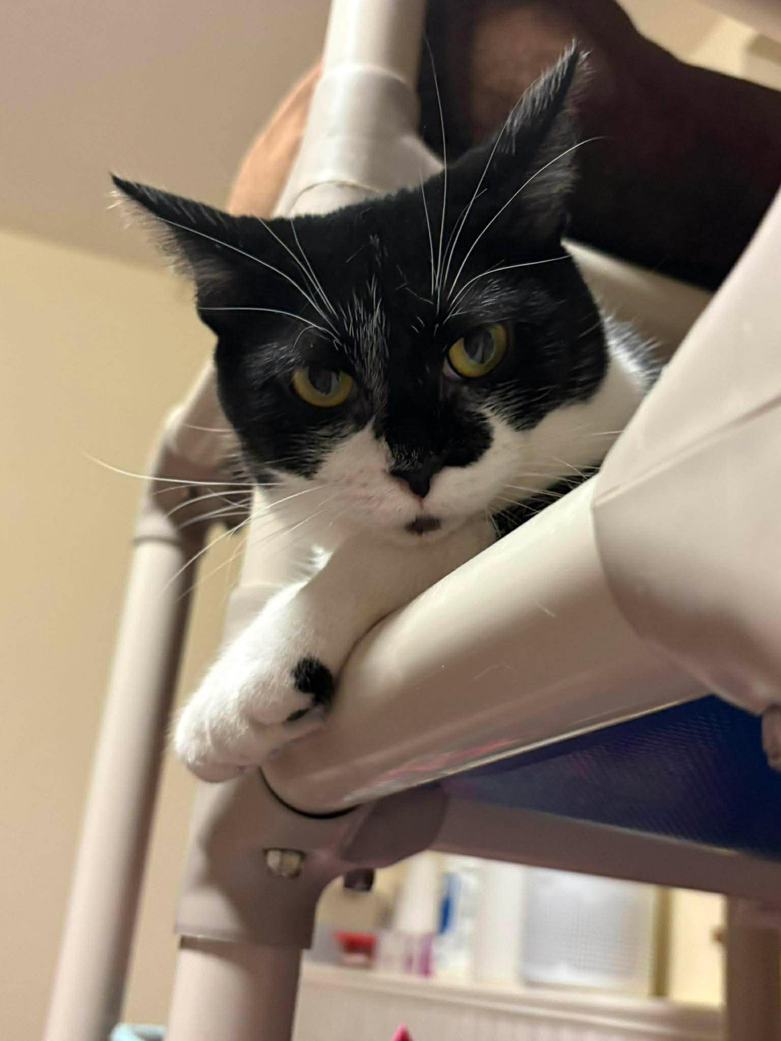 Enlarge Reese, a Adoptable mixed breed in Lakewood, CO image 2/5