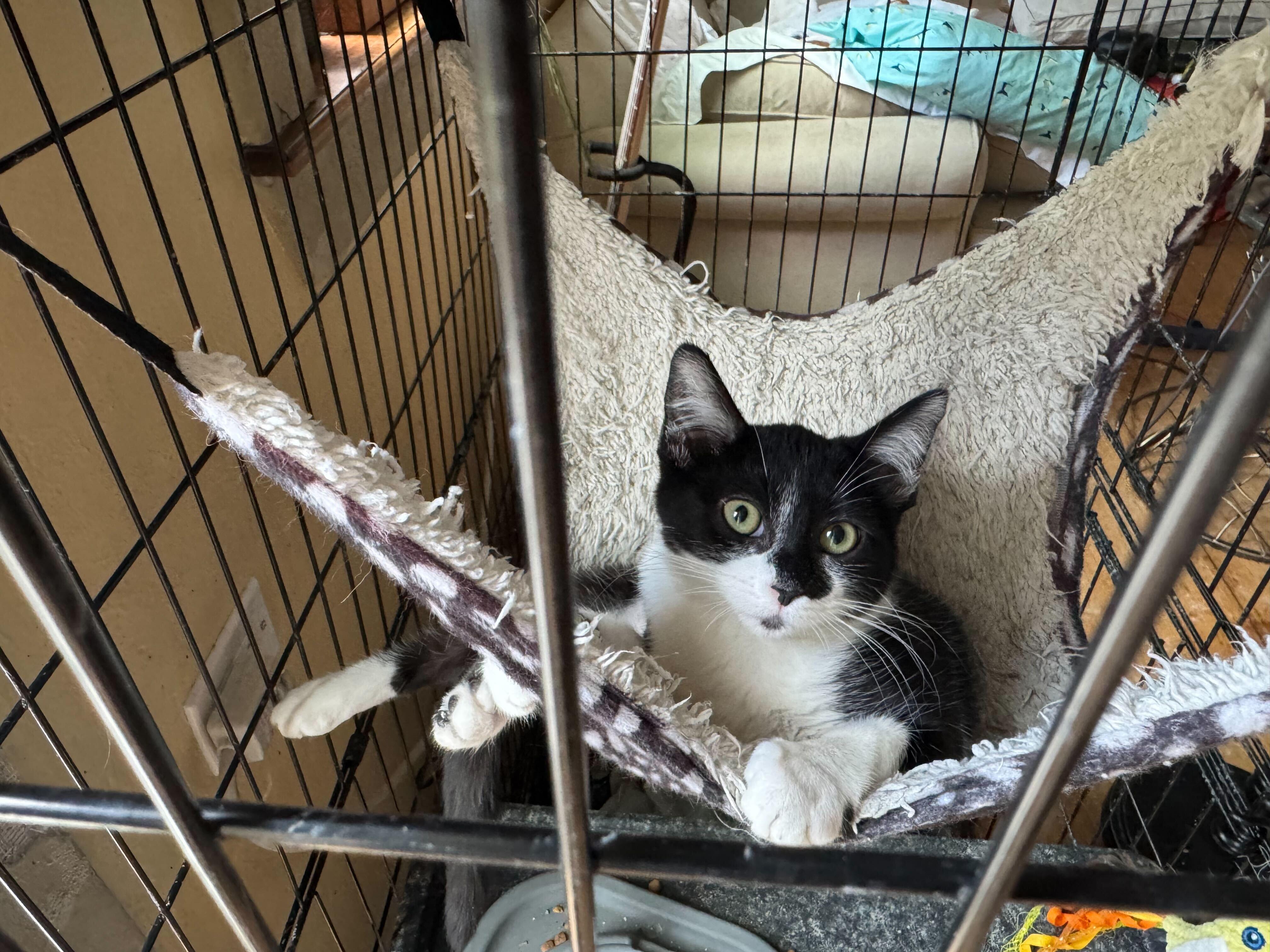 Enlarge Reese, a Adoptable mixed breed in Lakewood, CO image 2/6