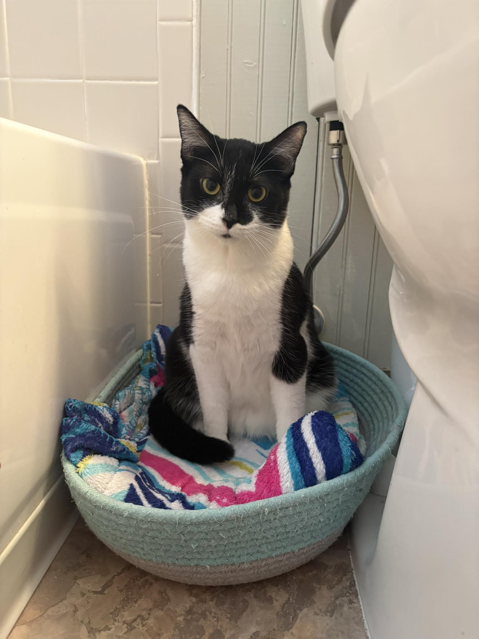 Enlarge Reese, a Adoptable mixed breed in Lakewood, CO image 3/5