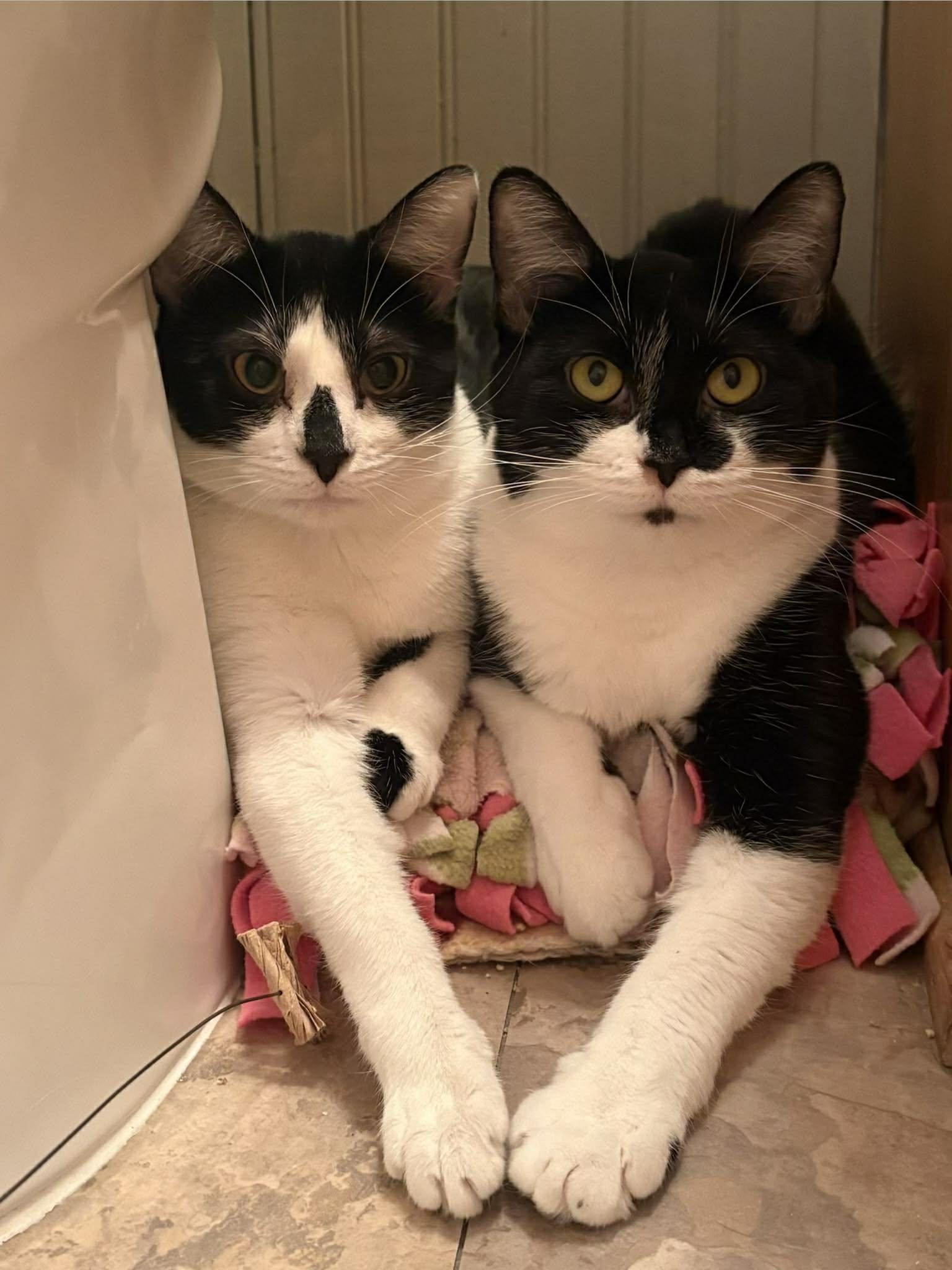 Enlarge Reese, a Adoptable mixed breed in Lakewood, CO image 4/5