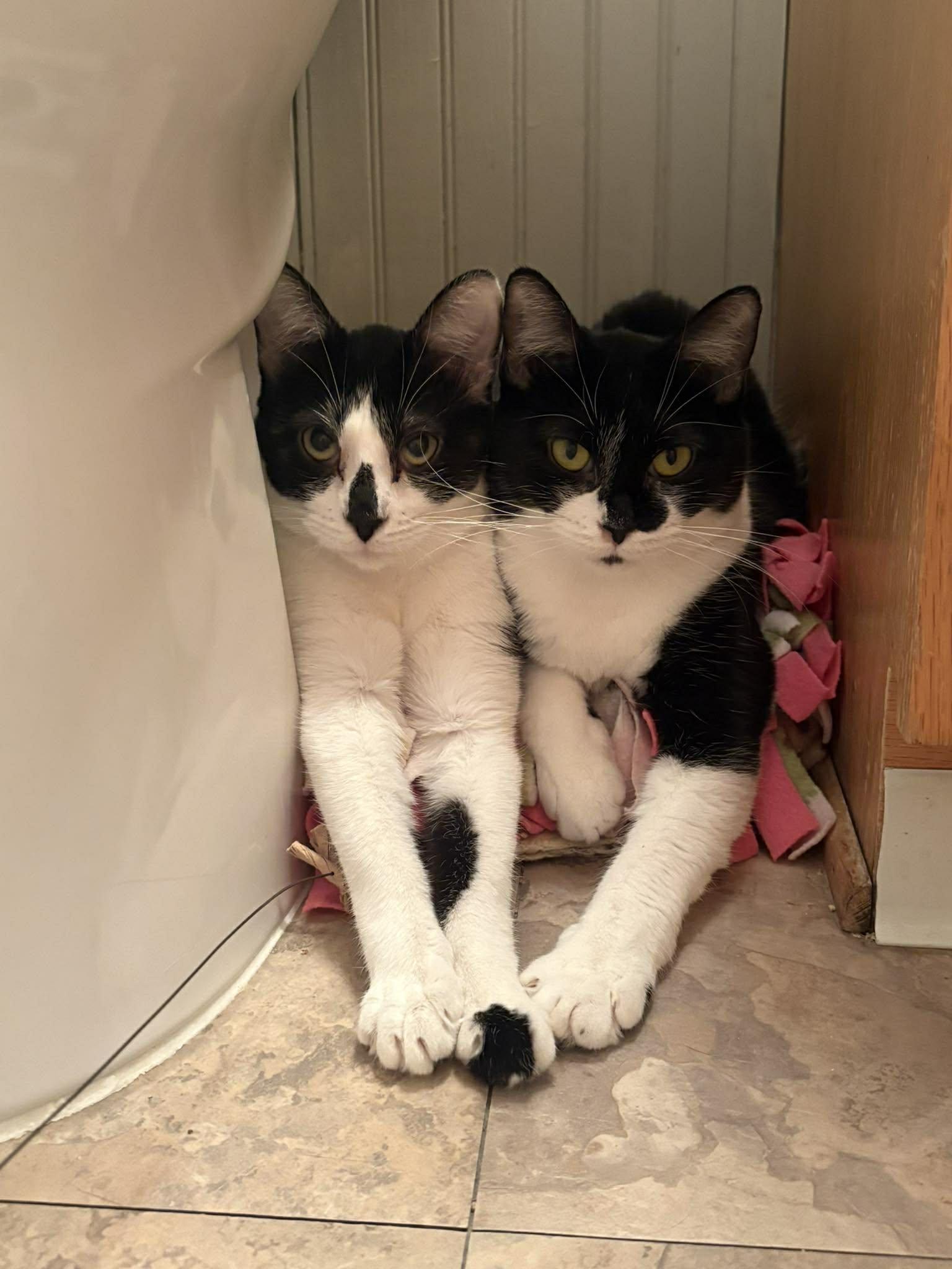 Enlarge Reese, a Adoptable mixed breed in Lakewood, CO image 5/5