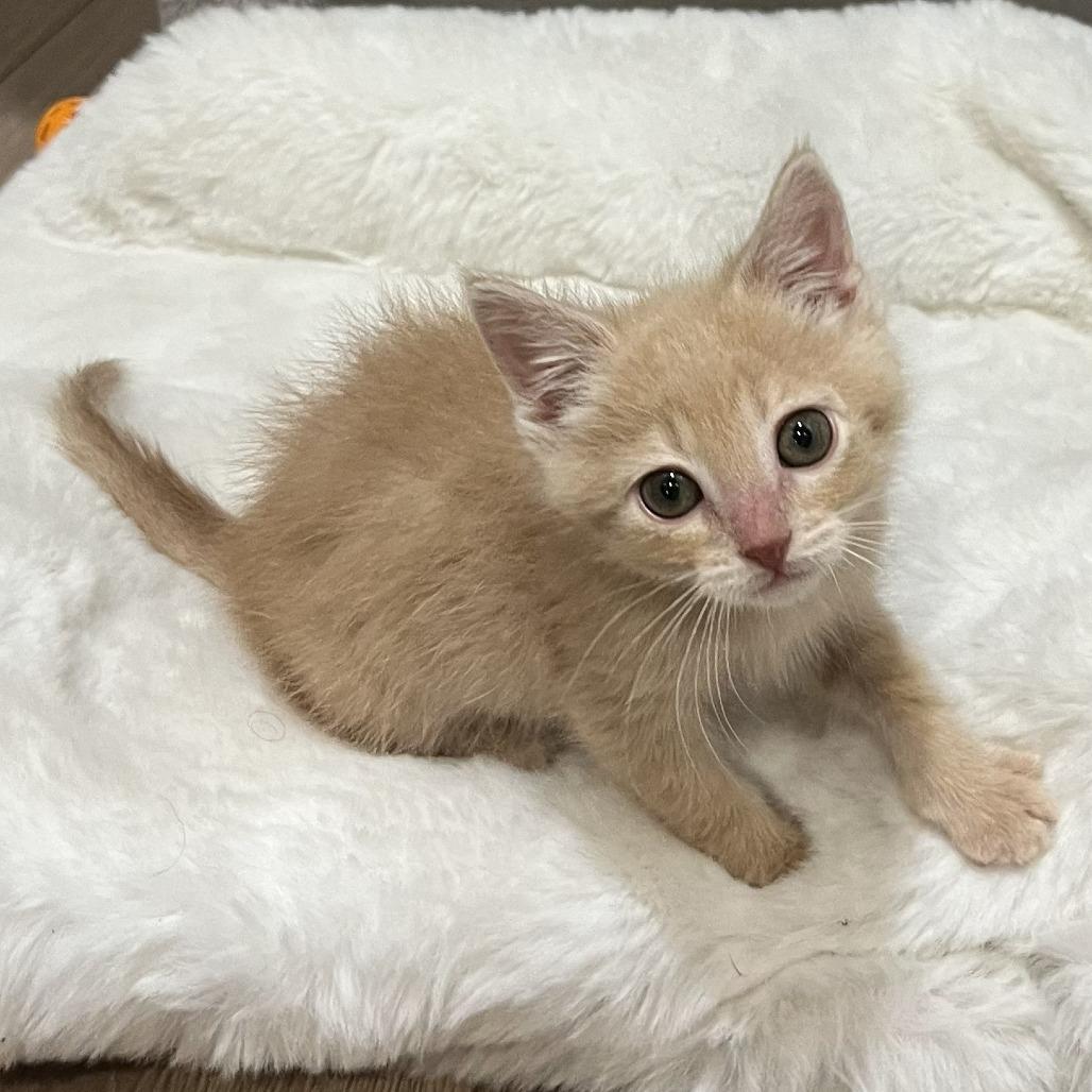 Enlarge Bowie, a Adoptable Domestic Medium Hair in Layton, UT image 1/4