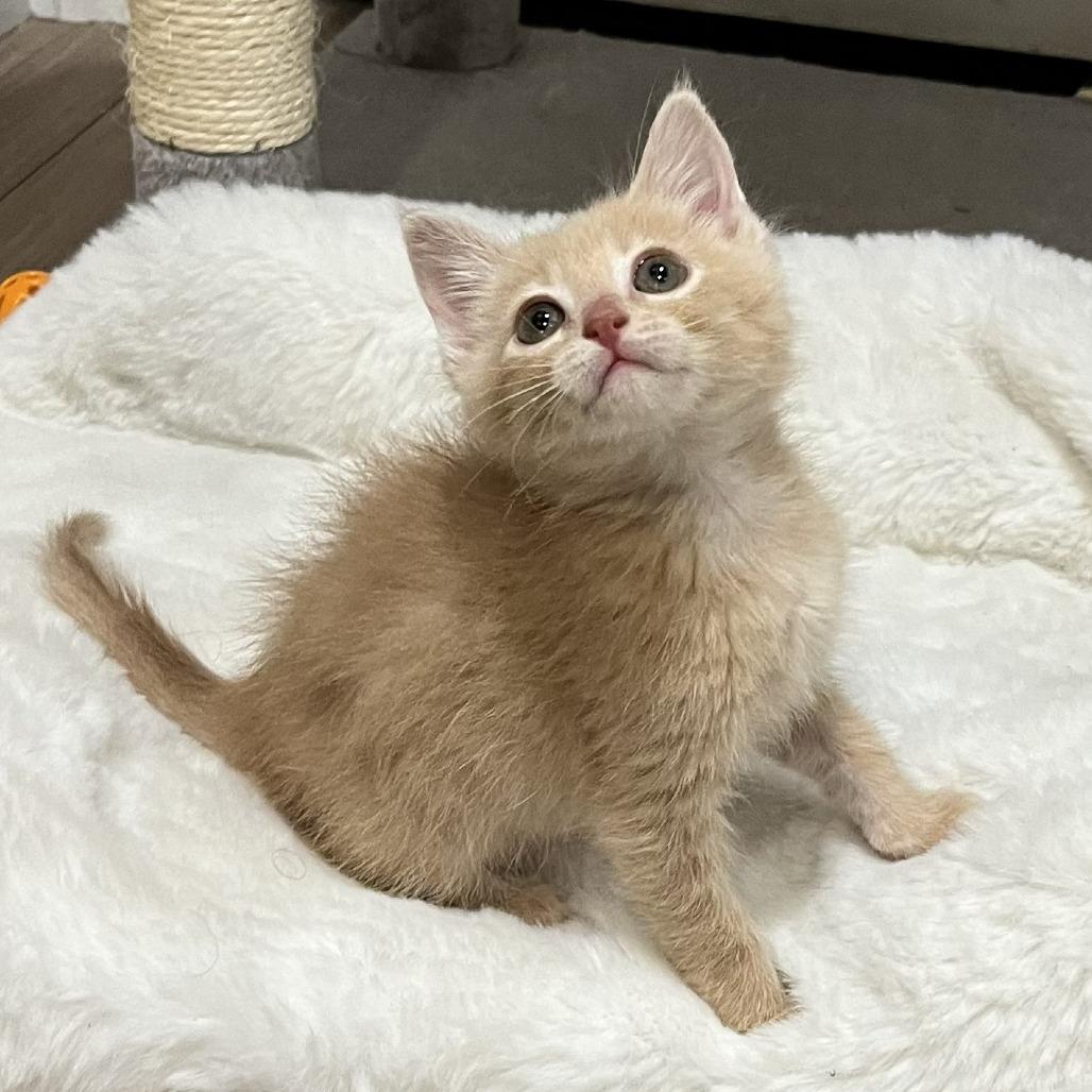 Enlarge Bowie, a Adoptable Domestic Medium Hair in Layton, UT image 2/4