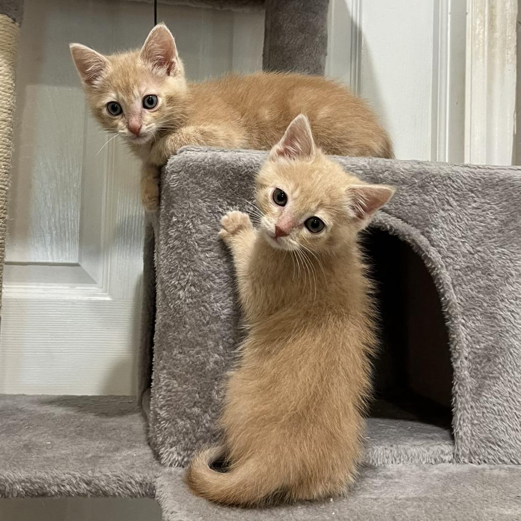 Enlarge Bowie, a Adoptable Domestic Medium Hair in Layton, UT image 3/4