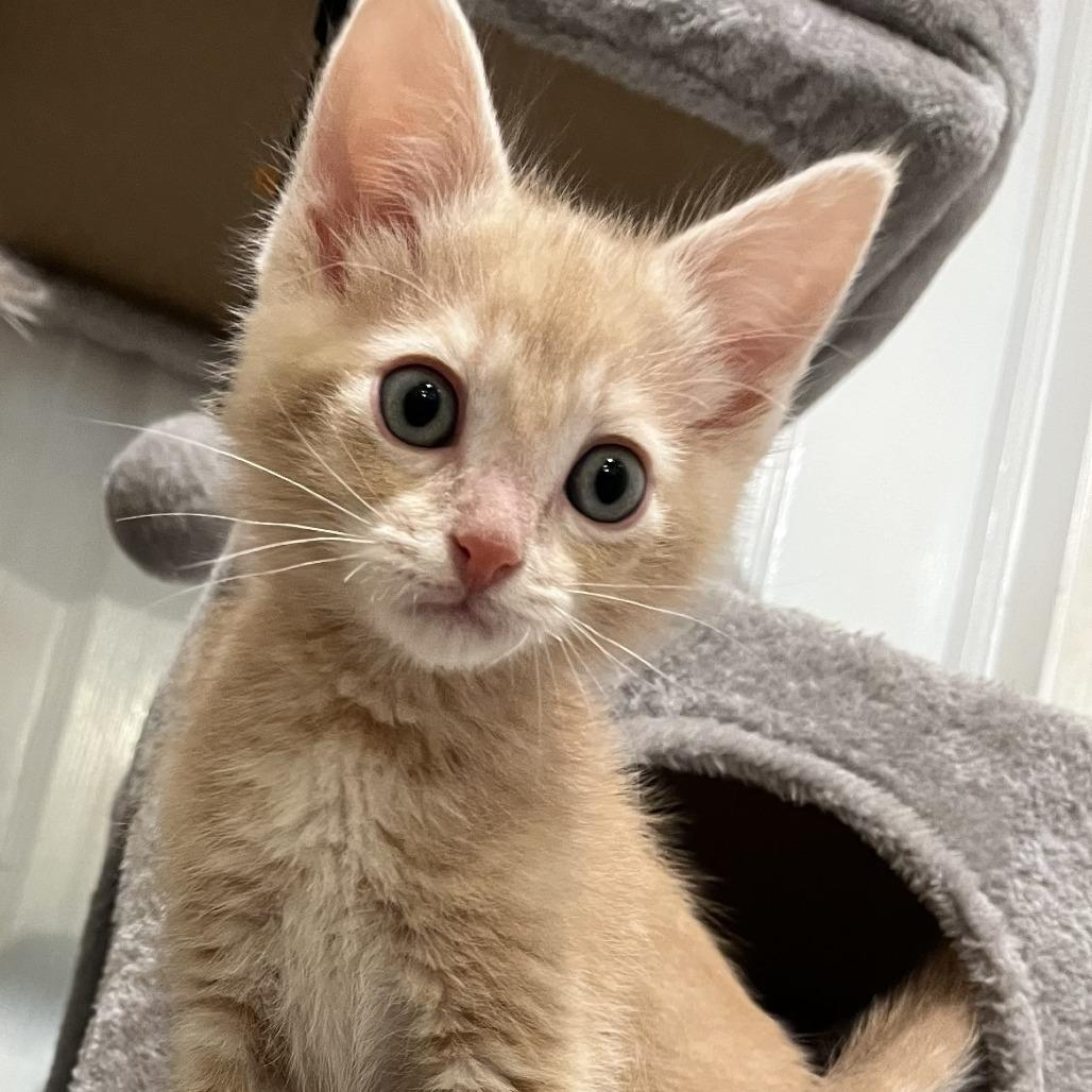 Enlarge Bowie, a Adoptable Domestic Medium Hair in Layton, UT image 4/4