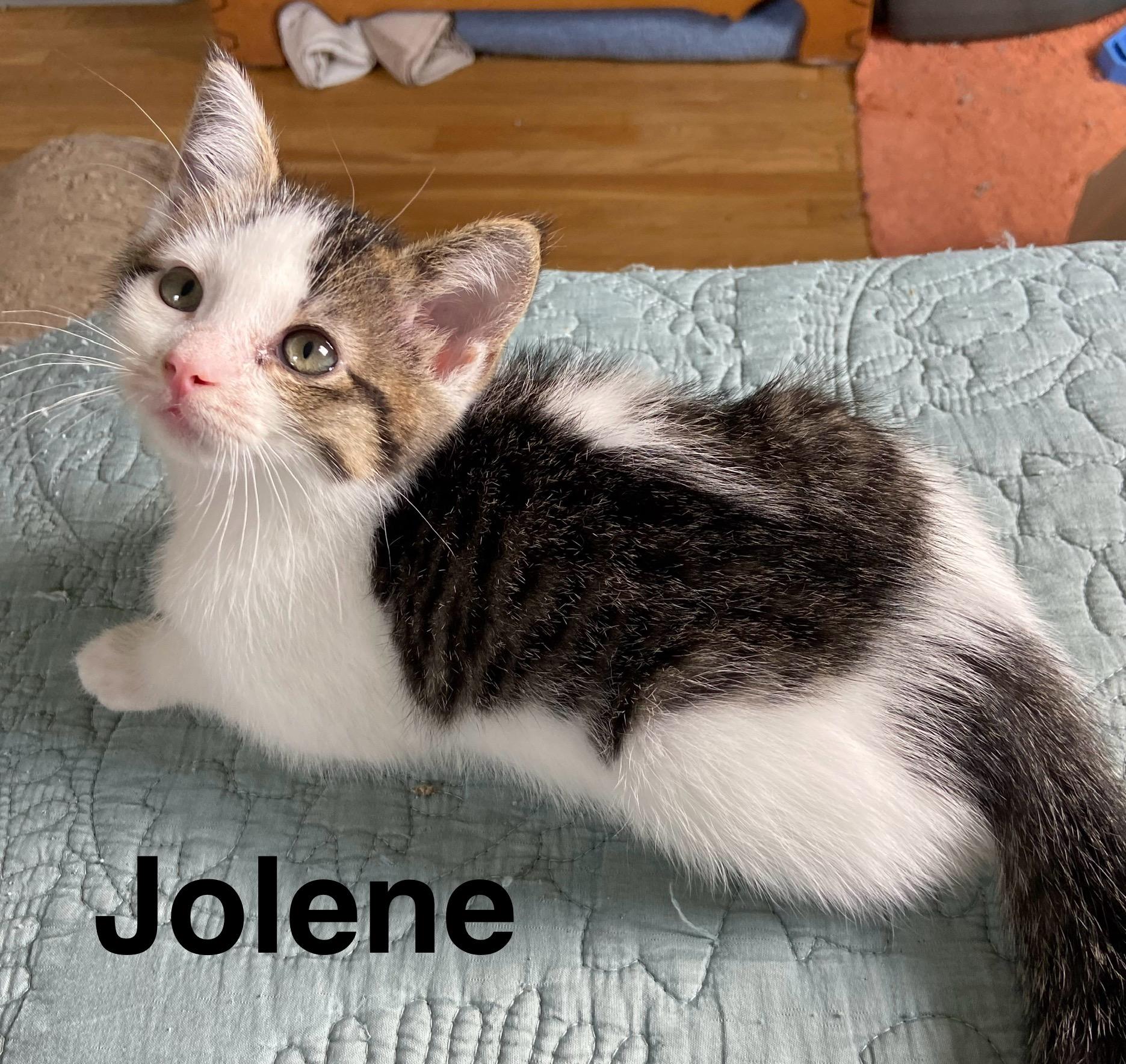 Jolene, Baby Female American Shorthair