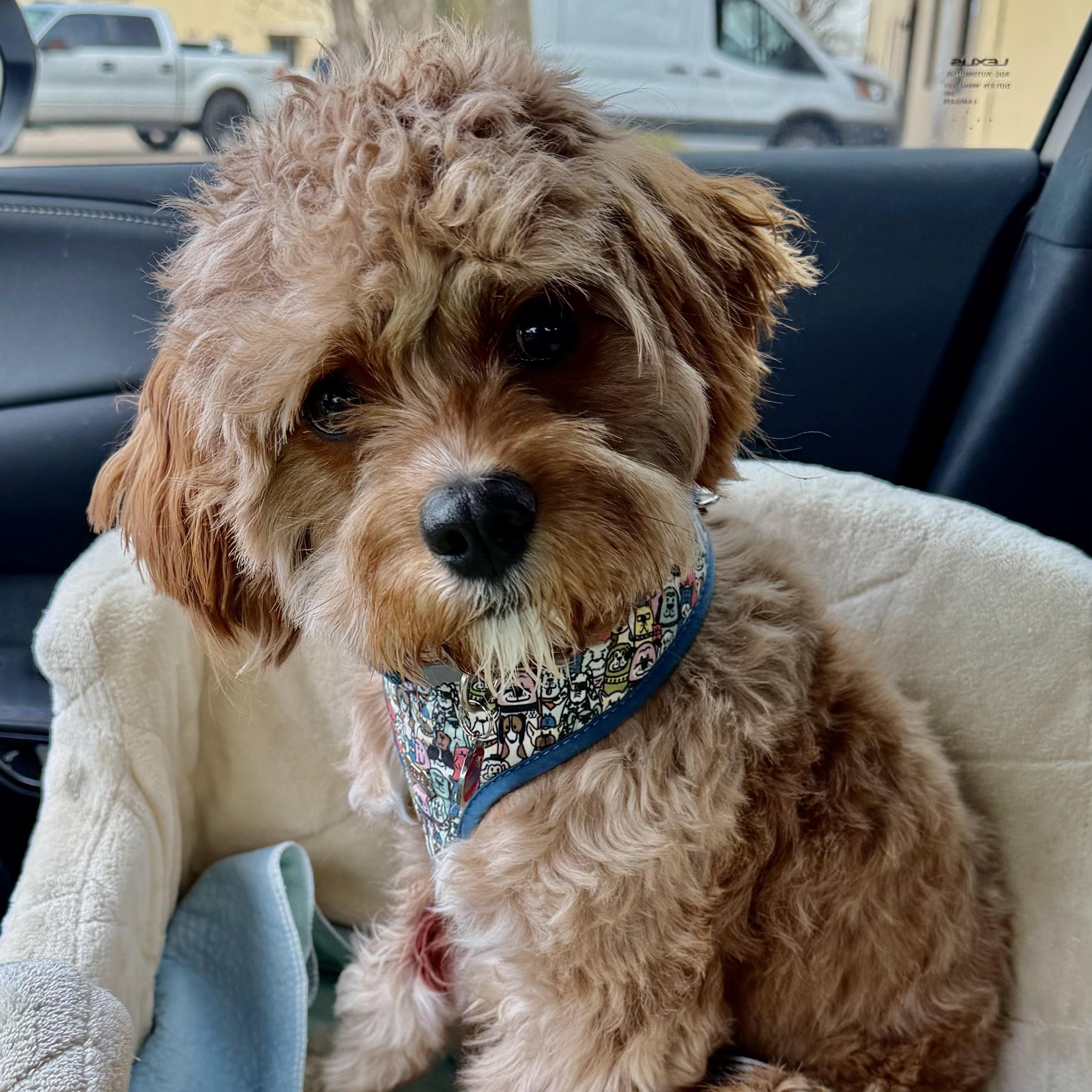 Enlarge Henry, an adopted Cavapoo in Plano, TX image 1/1