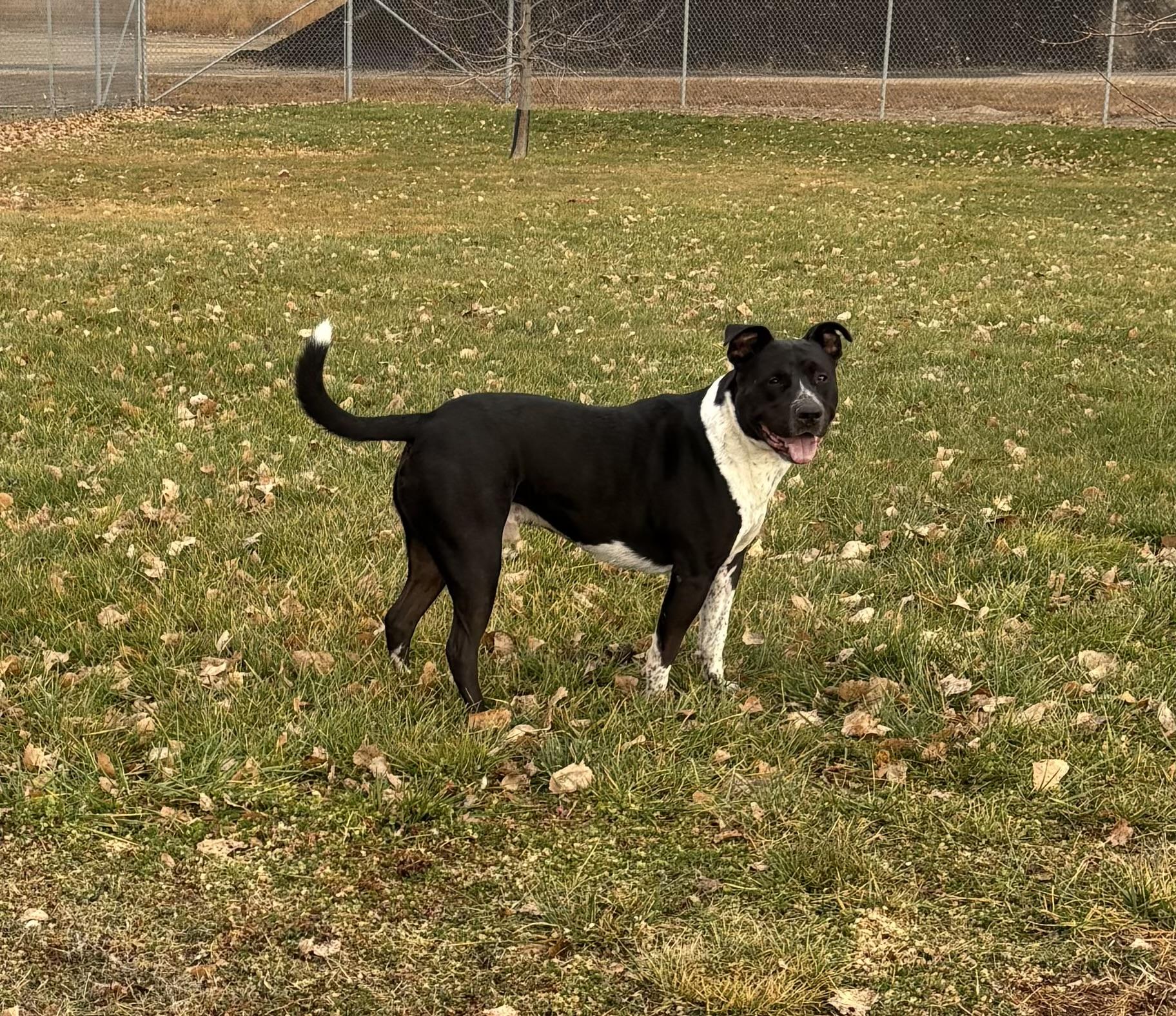 Decker, a Adoptable mixed breed in Torrington, WY image 3/4