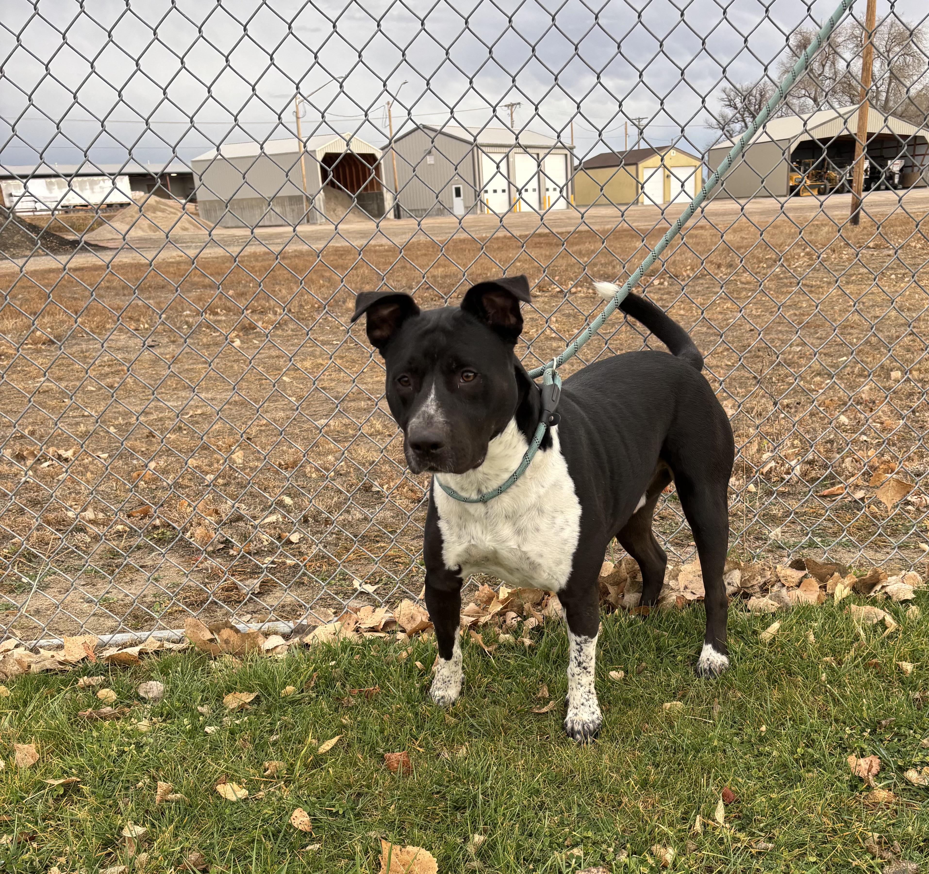 Decker, an adoptable Pit Bull Terrier in Torrington, WY, 82240 | Photo Image 4