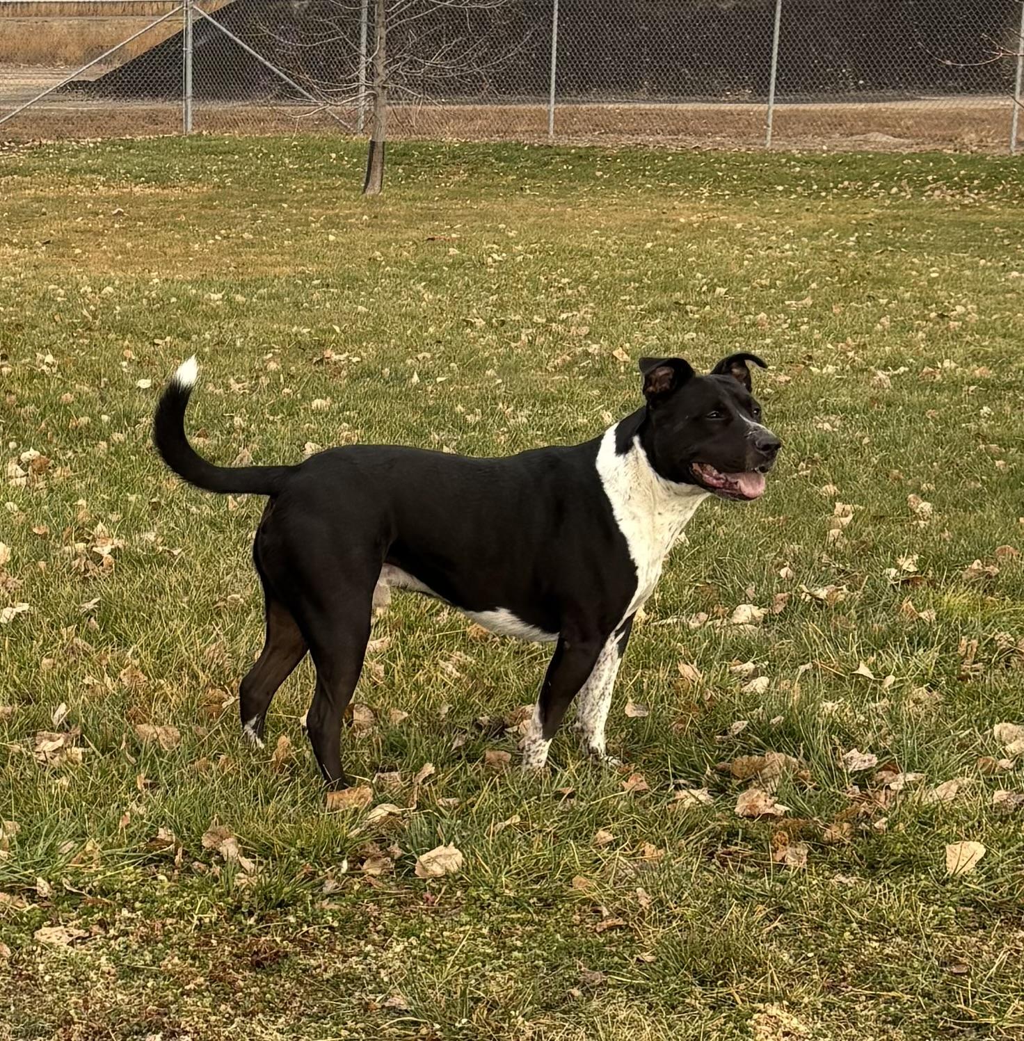 Decker, a Adoptable mixed breed in Torrington, WY image 2/4
