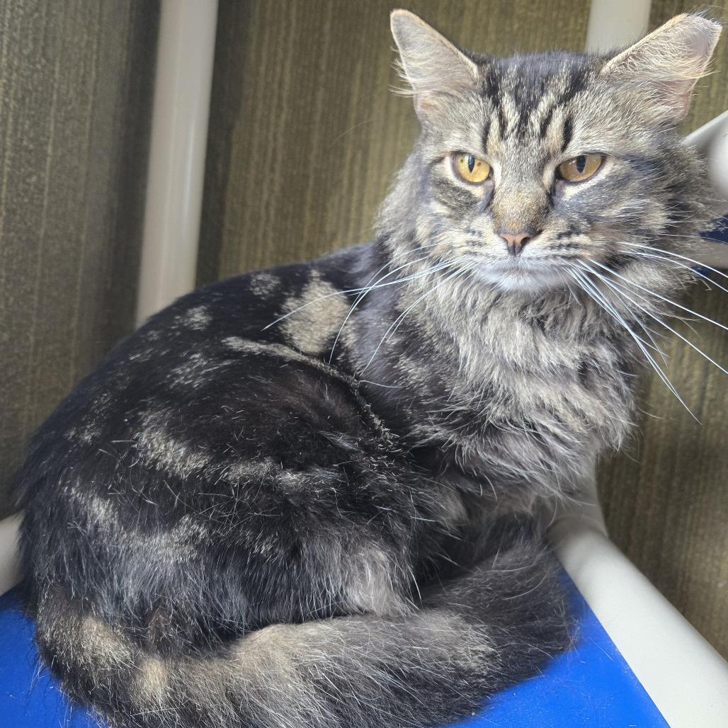 Marlow C25-314, Adoptable, Adult Female Domestic Medium Hair.