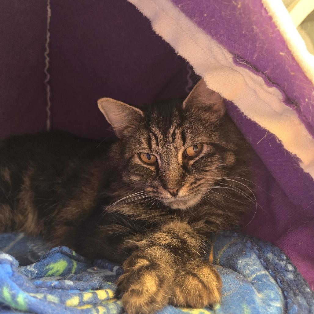 Enlarge Marlow C25-314, a Adoptable Domestic Medium Hair in Lebanon, TN image 3/3