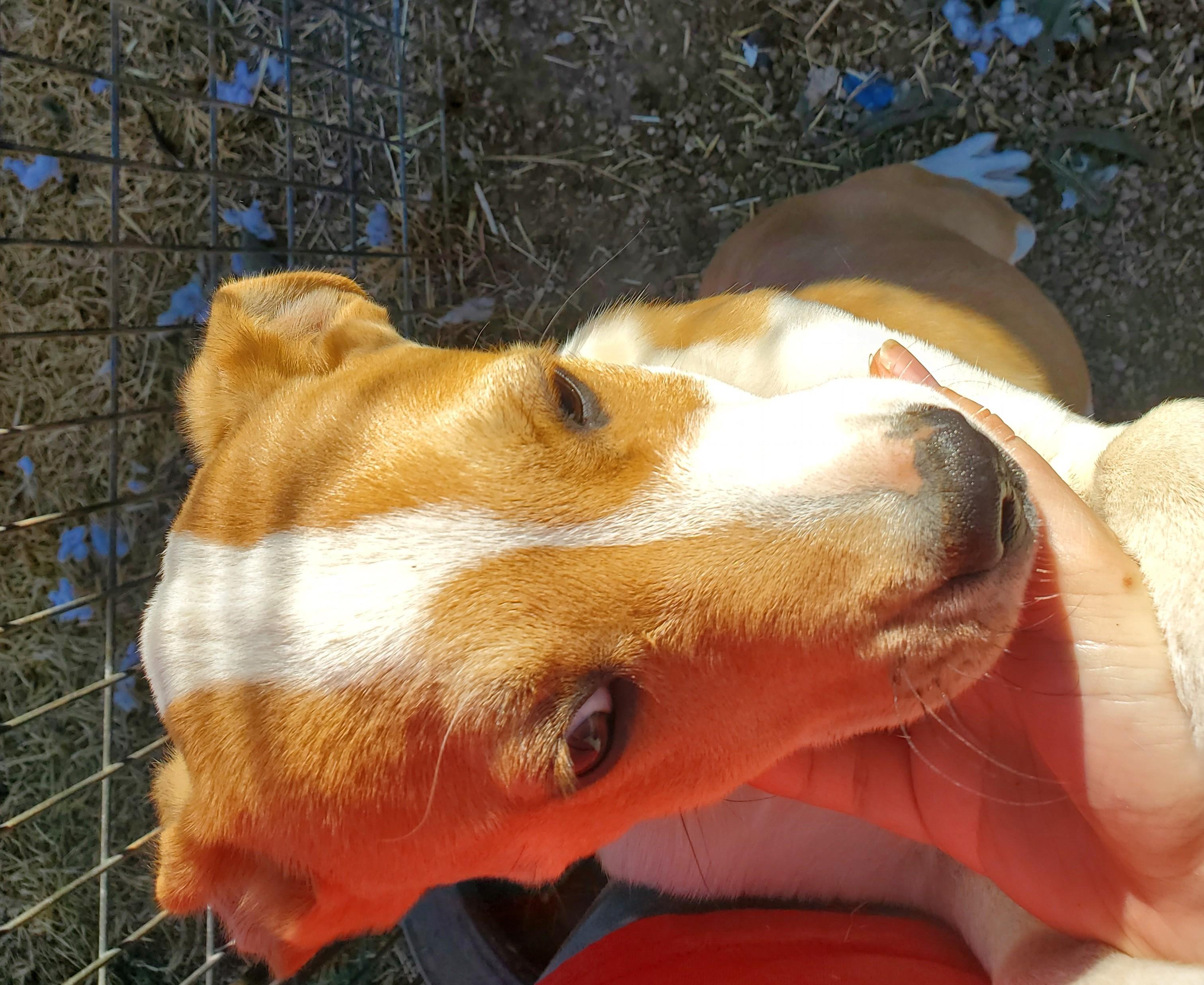 Douglas — thumbnail 2