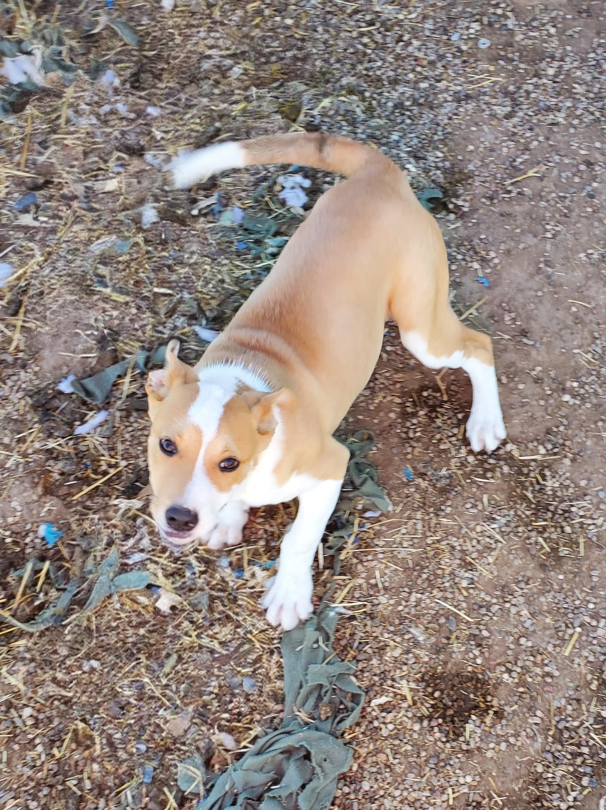 Douglas — thumbnail 3