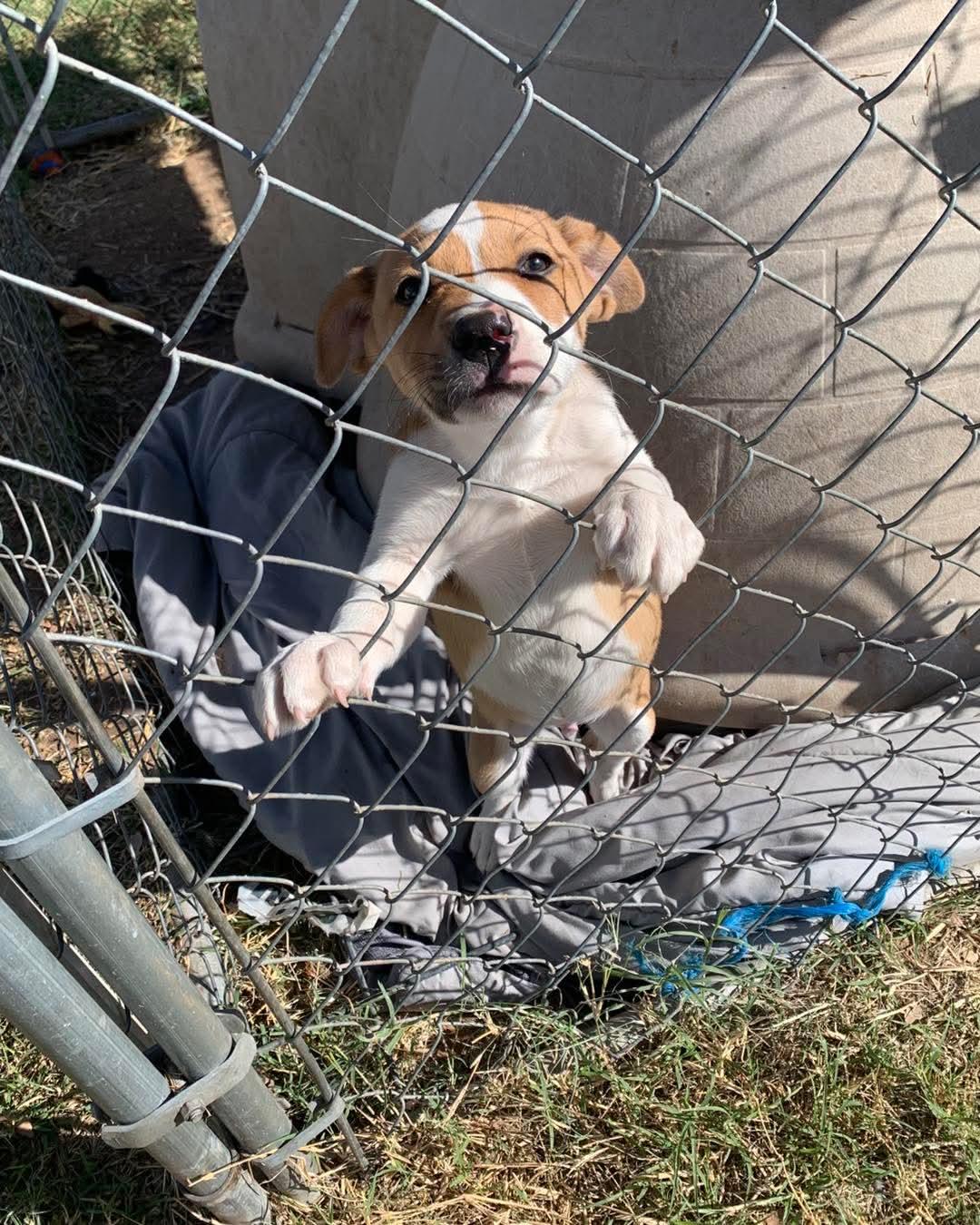 Douglas — thumbnail 4