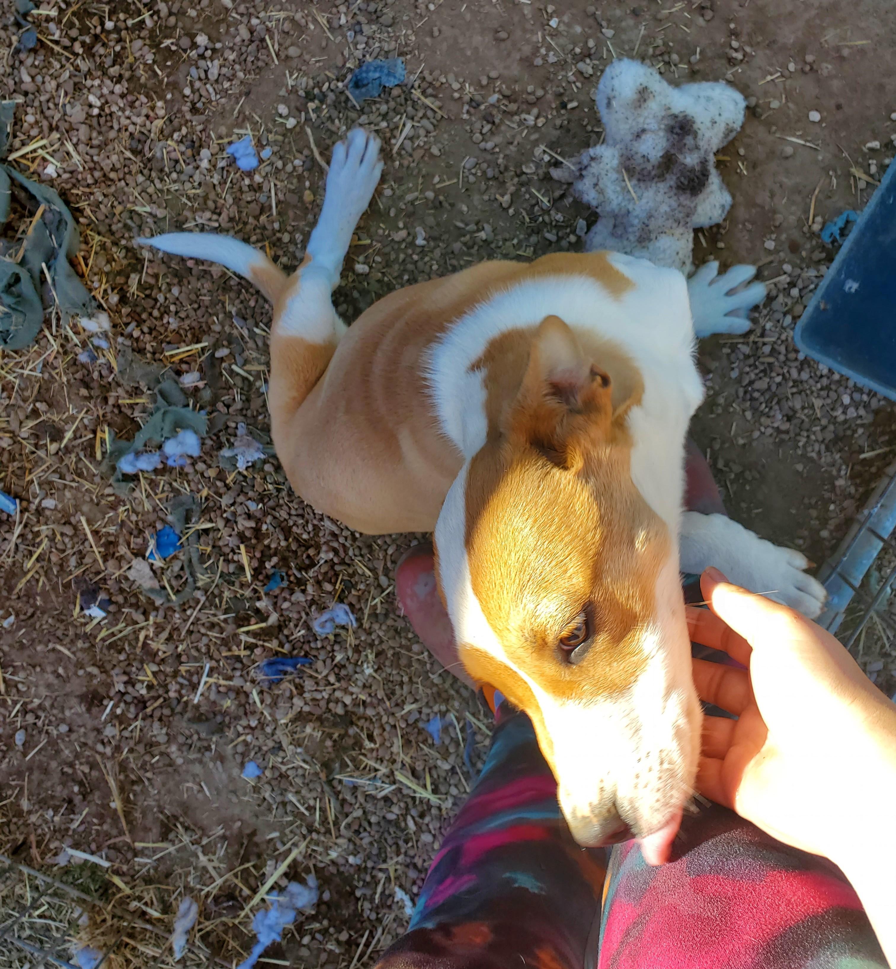 Douglas — thumbnail 5