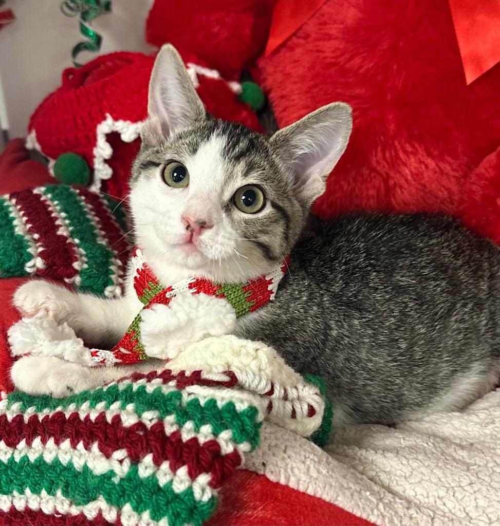 10/11/25 - Pop, Adoptable, Kitten Male Domestic Short Hair.