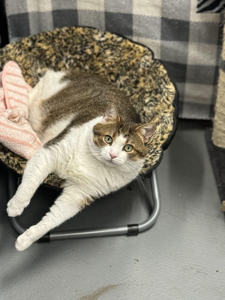 Jelly, an adoptable Domestic Short Hair in Hobart, IN_image-1