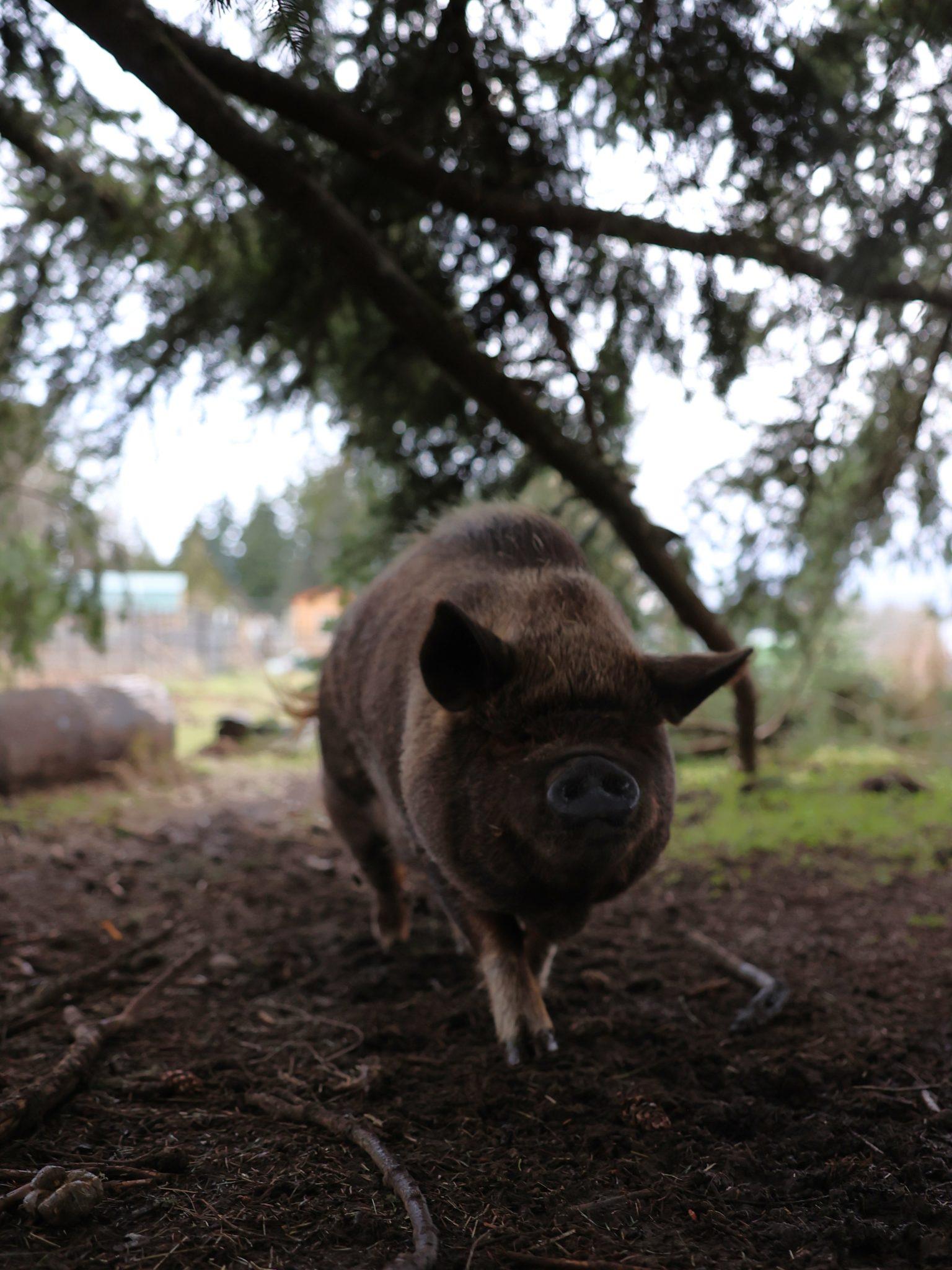 Enlarge Abby, a ADOPTABLE Pot Bellied in Roy, WA image 1/1