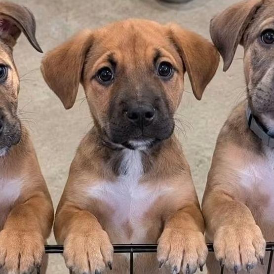 Clove, Adoptable, Puppy Male Pit Bull Terrier & Mixed Breed.